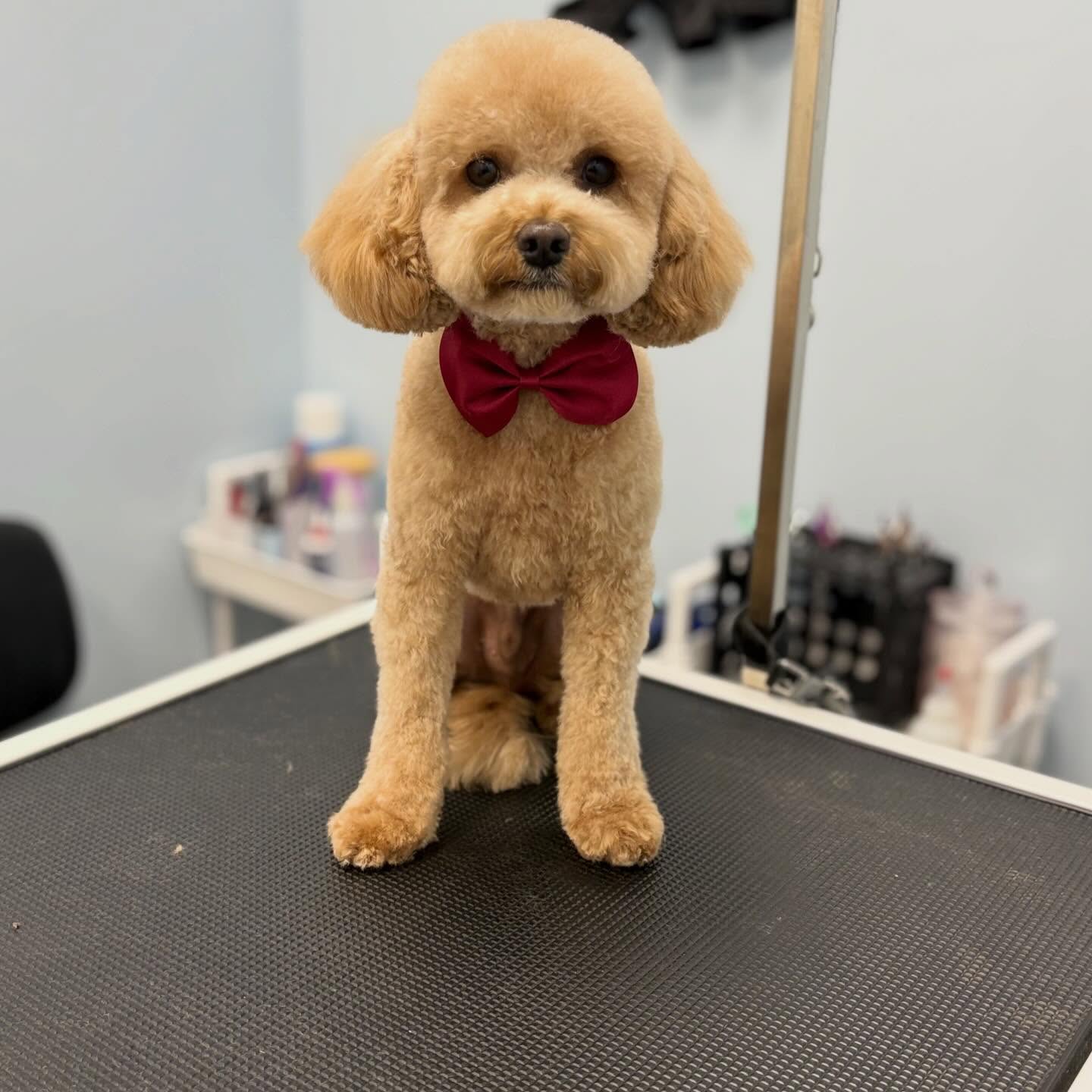 Teddy bear cut 🧸
#doggroom #teddybear #poodle #petstyling #doglovers