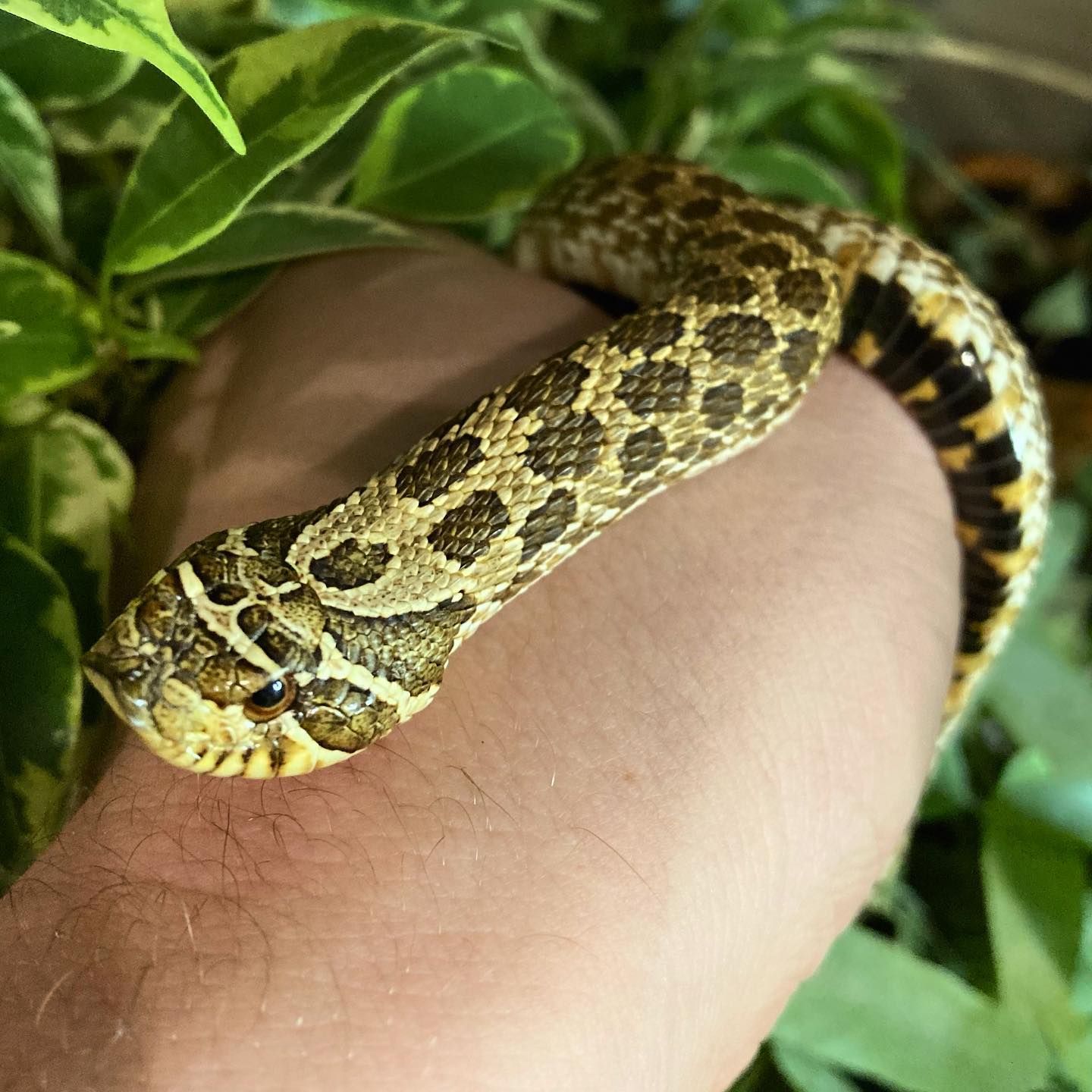 Happy new year from all of us at Twilight Exotics!
#happynewyear#2023#newyear#resolutions#celebration#snake#hognose#westenhognose#reptile#animal#exoticanimal#nature#naturalhistory