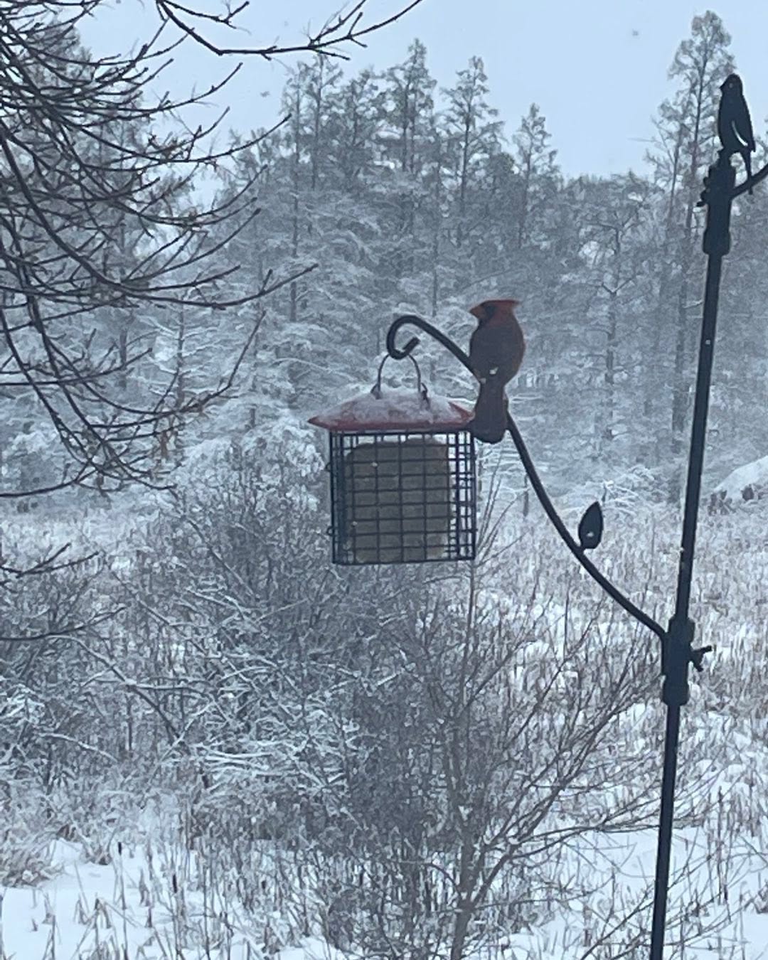 The winter wonderland is getting a bit samey 😎 I’m definitely ready to plan the 2023 garden and grow more sunflowers for Mr Cardinal!!