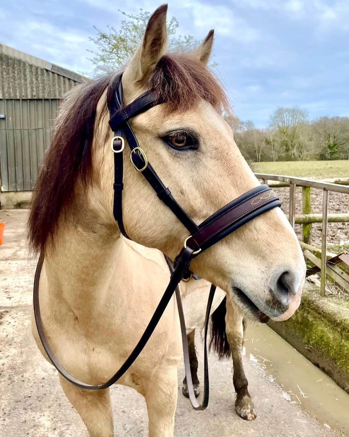 Clair’s super cute pony wearing a bespoke bridle🥰
#transcendbitlessbridle #doublebitlessbridle #simplesidecue #bitless #freedom #connection #superiorquality #englishleather #equine #horse #pony #bespoke #naturalhorsemanship #equestrian #baroque #horseaddict #equality #tack #biothane #photography #glowup #natural #horsesofinstagram #showjumping #dressage