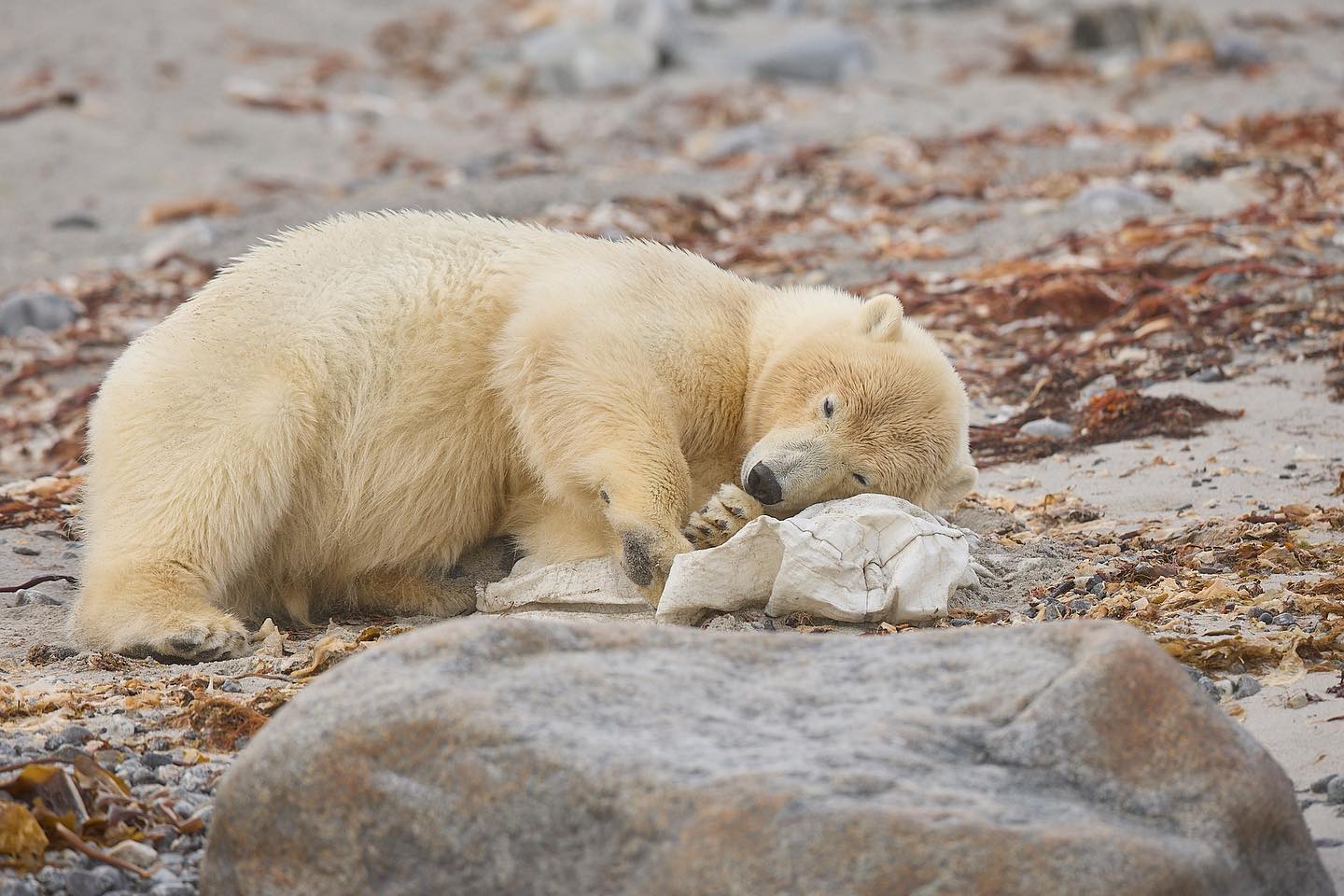 Beautiful yet heartbreaking. Young polar bear using a canvas bag as a pillow 😱. Young bears are playful and the story around this image I think is lovely , just a shame the toy is human rubbish. #wildlife #wildlifephotography #polarbear #arctic #svalbard #greenland #animals #environment #climatechange #photography #photographer #canon #naturephotography #nature #natgeotravel #natgeo #sleeping #marine