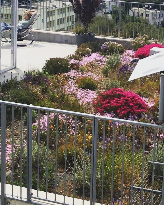 stay safe ❤️ nature based solutions start at home
#greenroof, #בנייןצומח, #bldveg, #גגירוק, #oikosteges, #גגצומח, #spring, #אביב, #israel, #בנייהירוקה, #haifa, #קיימות,#respectnature, #greenroofs