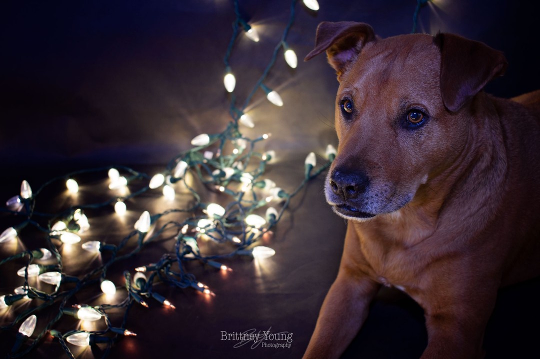 Merry Christmas
.
.
.
#instadog #dogsofinstagram #photography #photographer #dallas #snow #petphotography