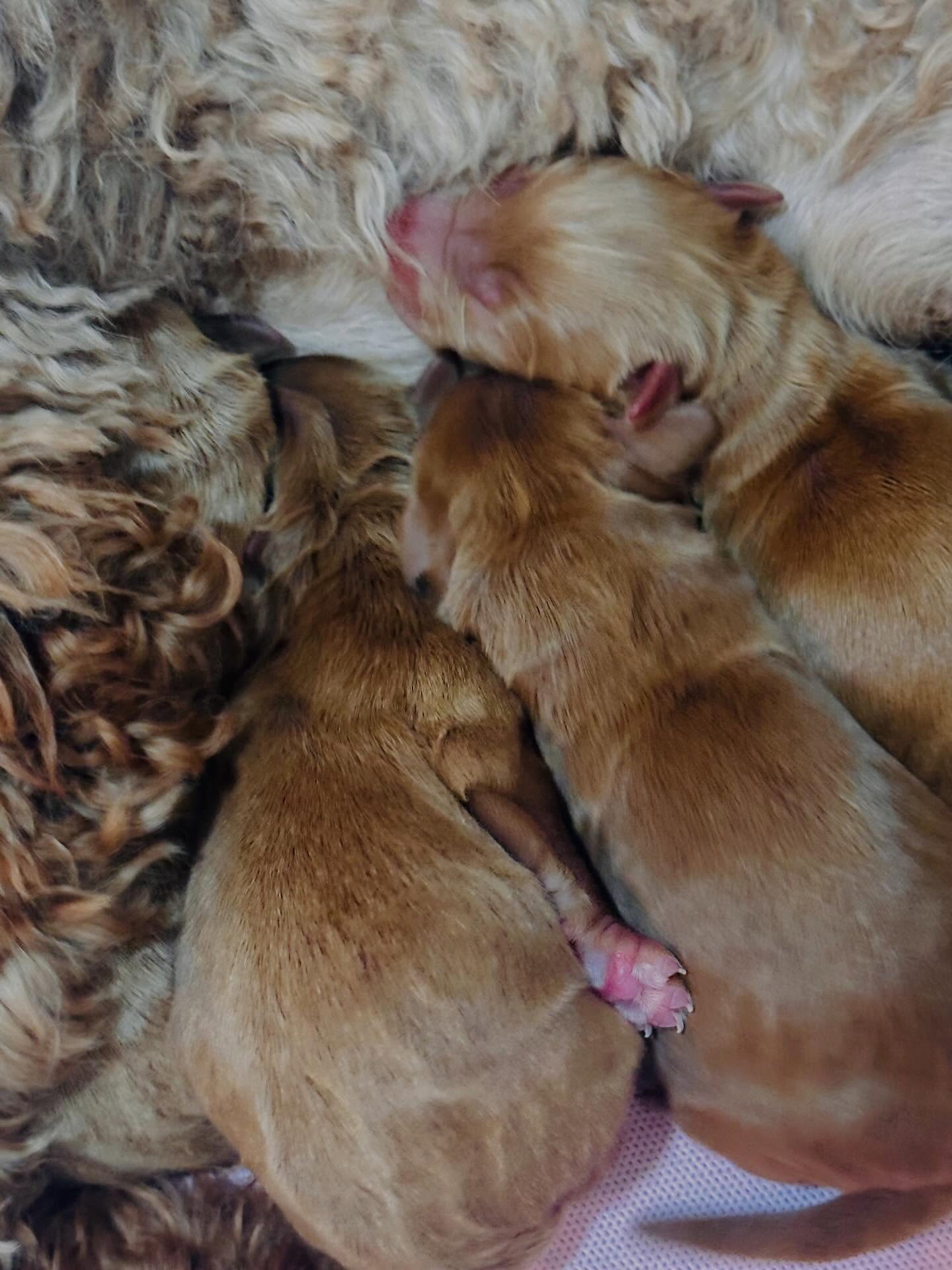 Right on time!!! Rooney puppies have arrived ๐