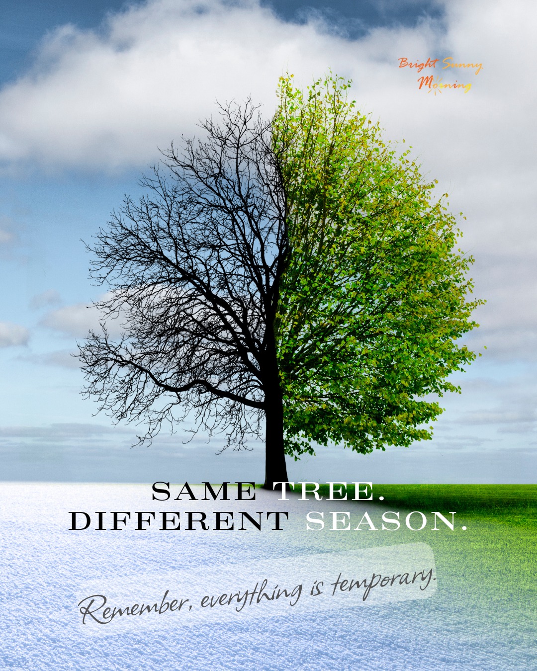 Same tree. Different season.
Remember, everything is temporary.🌞
#perspective #growth #change #mindfulness #trusttheprocess