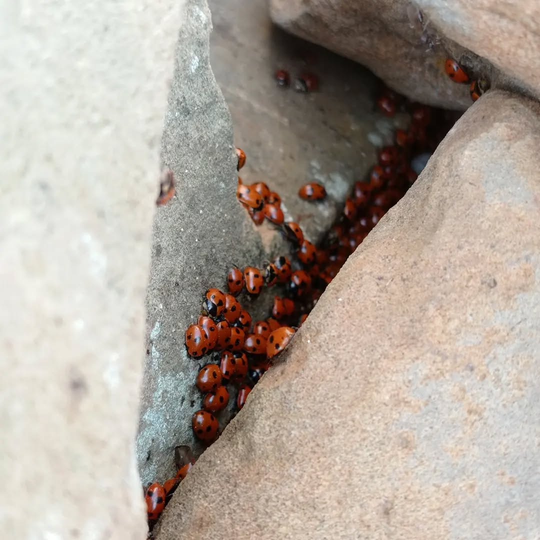 Alucinante nido de mariquitas en Punta de las Cutas.😲🐞
Las mariquitas son uno de los insectos más vistosos y apreciados por los agricultores, porque se alimentan de pulgones, una sola puede comer 1000 presas lo que la hace un insecticida natural.
De una sola mariquita pueden emanar hasta 400 huevos en cada puesta, que eclosionan entre marzo y abril.
#mariquitas #hitos #nido #colores
#naturalezaviva