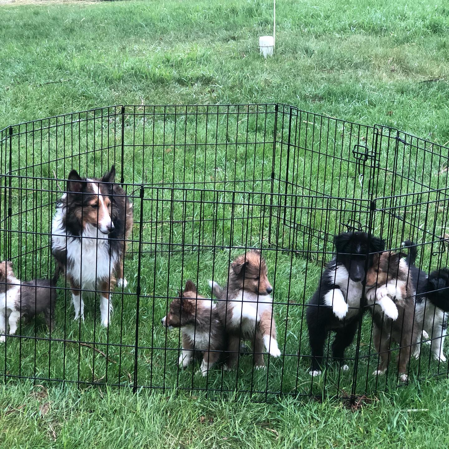 The pups start leaving next week! Time flies when you are having fun. #sheltiesofinstagram @sunnyshelties