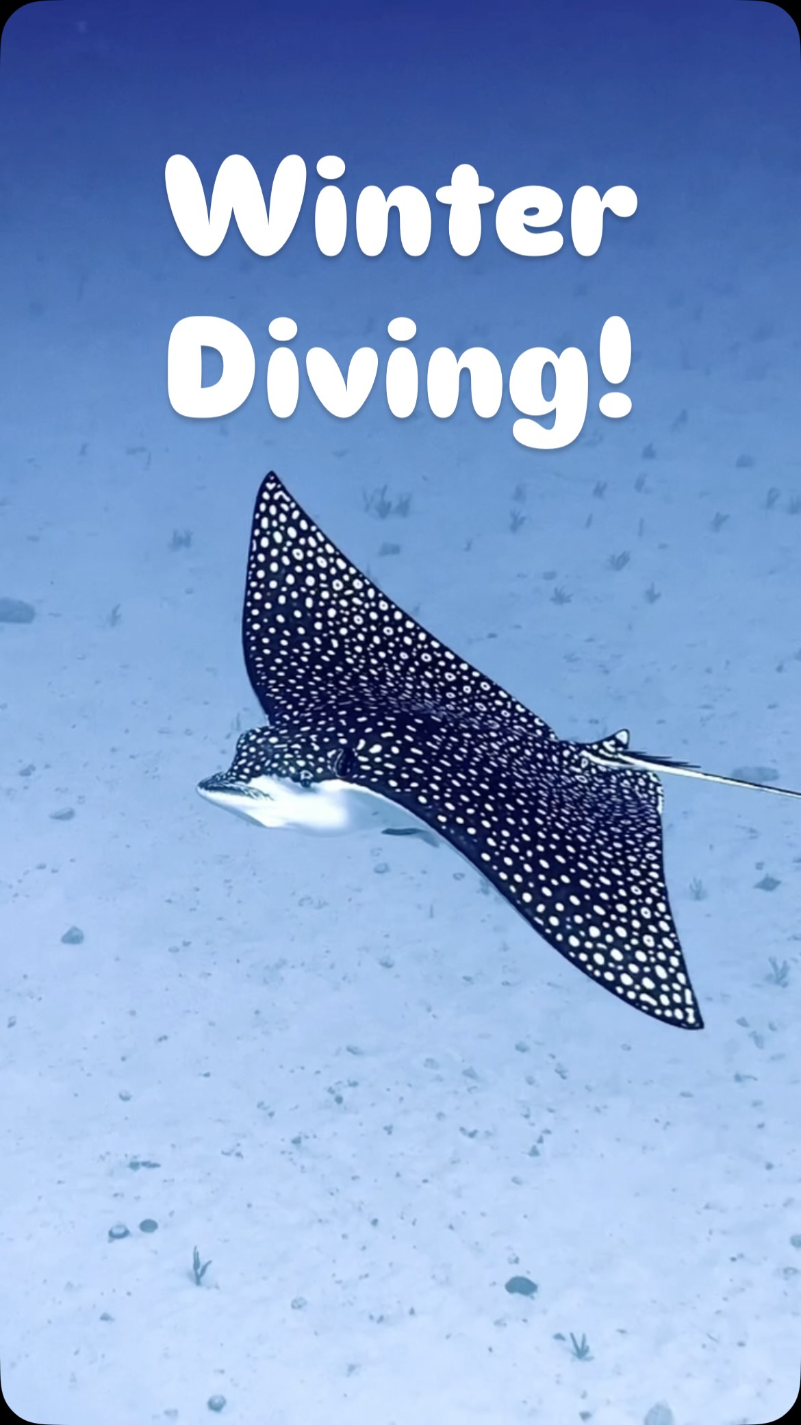 Sometimes the ocean gives and sometimes it takes.
This time, it definitely gave! 💙😍💙
Make sure you don’t miss diving this season! Beginner, intermediate and advanced diving options!
💎 Private diving trips available!
🫡 Divemaster course and internships!
🤙🏼 French/english/spanish speaking guides!
🔥 Book now on our website through the link in our bio or DM’s! 🔥
#scubadiving #divelife #underwaterworld #divingadventures #uwphotography scubadiver divetrip
spottedeagleray eaglerays nurseshark sharkdiving marinelife oceanwildlife
divemaster divemastertraining divecareer prodiver scubatraining
islamujeres mexicodiving caribbeandiving yucatandiving cancundiving
winterdiving winterescape tropicalwinter divetravel seahawkdivers