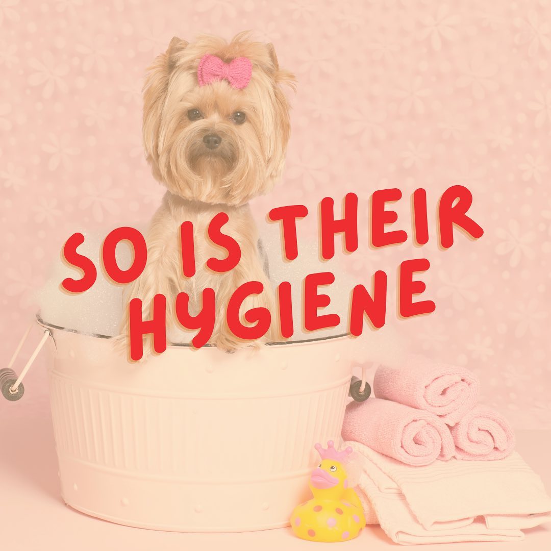 It’s #NationalPetWeek, and we’ve got you covered this week with four ways to celebrate with your furry friend! 🐾
4️⃣ Your pet’s hygiene is important. Treat them to a spa day! 🛁 Who doesn’t love a spa day?!