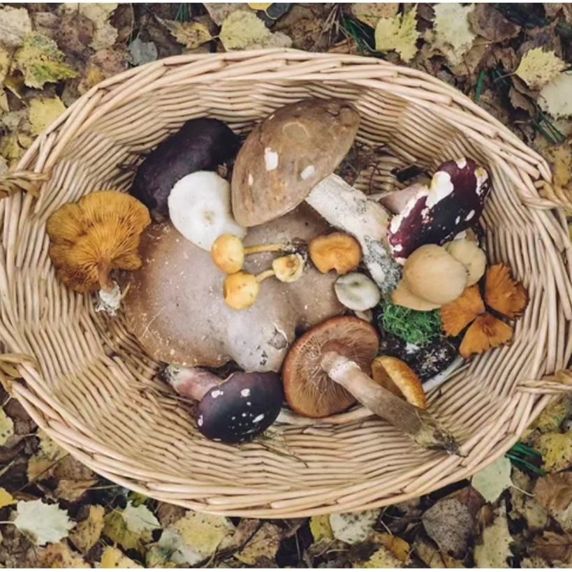 🌿🍄 Uusin hypnoblogi luettavissa: Hypnoosilla vaikutat perheen sisäisiin uskomuksiisi, jotka eivät enää tue elämääsi. 🍄🌿
Perheenjäsenemme ovat kuin sieniä. Sieniä siksi, että sienillä on 4 erityistä ominaisuutta.
Tietynlaiset sienet (eli perheenjäsenet) vaikuttavat sinuun uskomuksillaan ja uskomusmaailmallaan suvusta sekä perheroolistaan riippuen niin henkisesti, mentaalisesti kuin fyysisestikin tavoilla joita et edes välttämättä ajattele tietoisesti.
Vaikuttavat perheensisäiset uskomukset ovat kuin sienten silmille näkymättömiä itiöitä, jotka leviävät, itävät ja kasvavat vähitellen, jos niillä on sopivat kasvuolosuhteet ja sopiva alusta.
Perheenjäsenesi edustavat kaikilta osin niitä piirteitä ja kaikkia olemisen tasoja, joista vaikutut eniten, ja jonka pohjalta alitajuisesti muotoilet elämääsi voimakkaimmin juuri tässä hetkessä. Olipa sitten kyseessä lapsuuden perheesi tai nykyinen perhekonstellaatiosi.
Nämä 4 sienten erityistä ominaisuutta voivat...
🌿🍄🌿🍄
Pääset lukemaan bion linkistä tai osoitteessa: https://www.omamo.fi/hypnoblogi
🌿🍄🌿🍄
"Olen julkaissut tämän blogitekstin ensimmäisen version toukokuussa 2023 Mijama blogin puolella ennen sivujeni uudistumista (kevät 2024). Tutustu myös mijama.fi ja pääset tutustumaan monipuoliseen työhöni vieläkin laajemmin." - Mirika Laurila
🌿🍄🌿🍄
#perheensisäisetuskomukset #perheensisäiset #perhedynamiikka #hypnoterapiatampere #syvämuutos #omaenergiasyvämuutosmatkat #tasapainoonhypnoosilla #parempiauskomuksiaitsestä