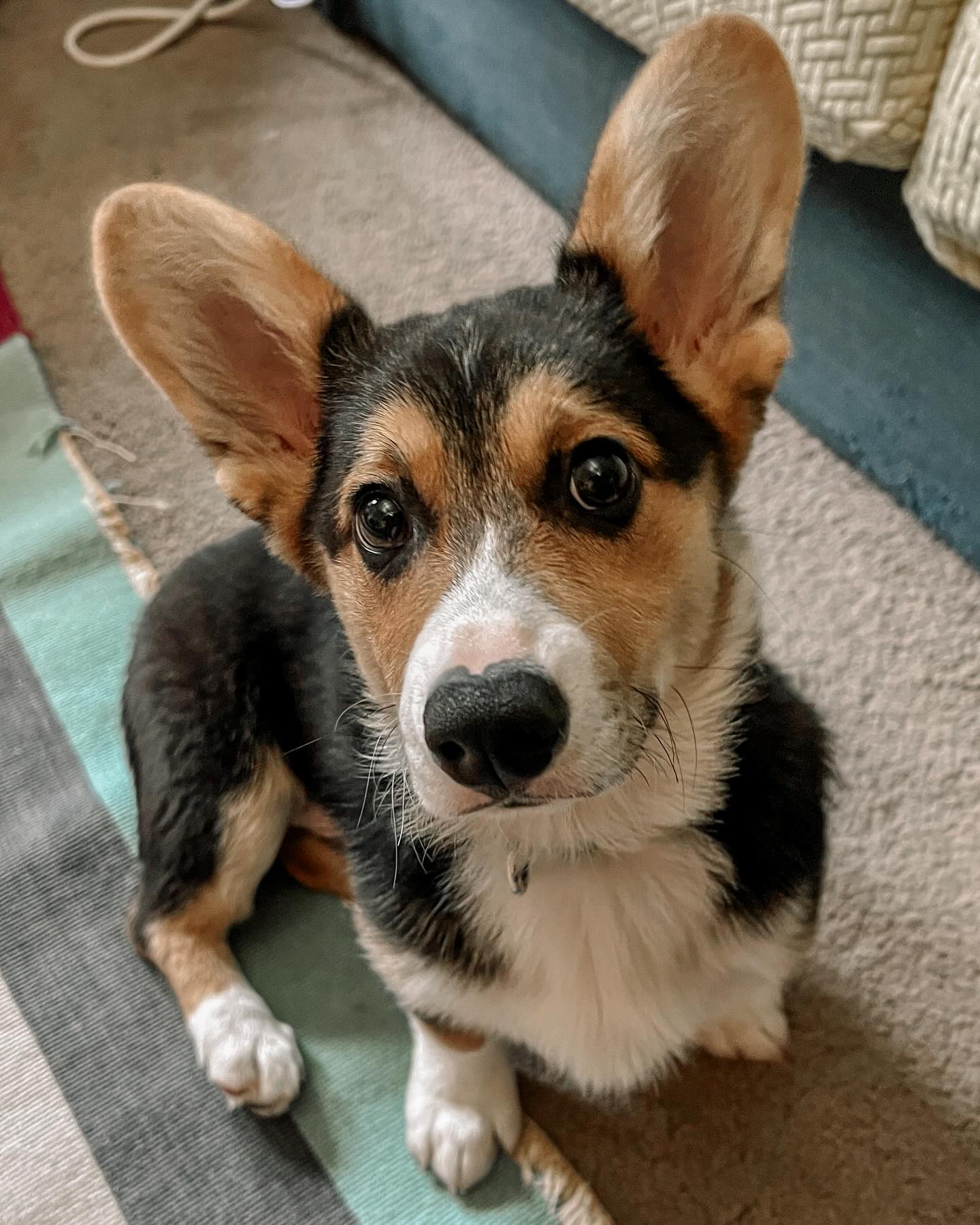 It’s just the coolest when your client says “next year I’ll be teaching AP Psychology” and you can go all dog training geek on them and they understand and embrace it! This adorable boy is extremely bright and catching on to new behaviors so quickly! He and his Dog Mom are the perfect pair!