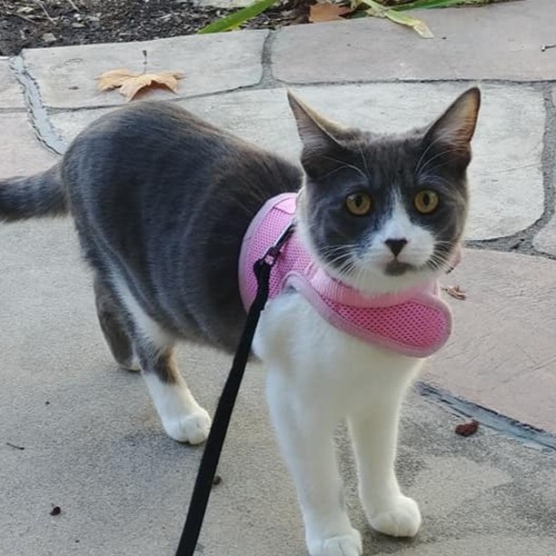walking... it's not just for dogs anymore!
