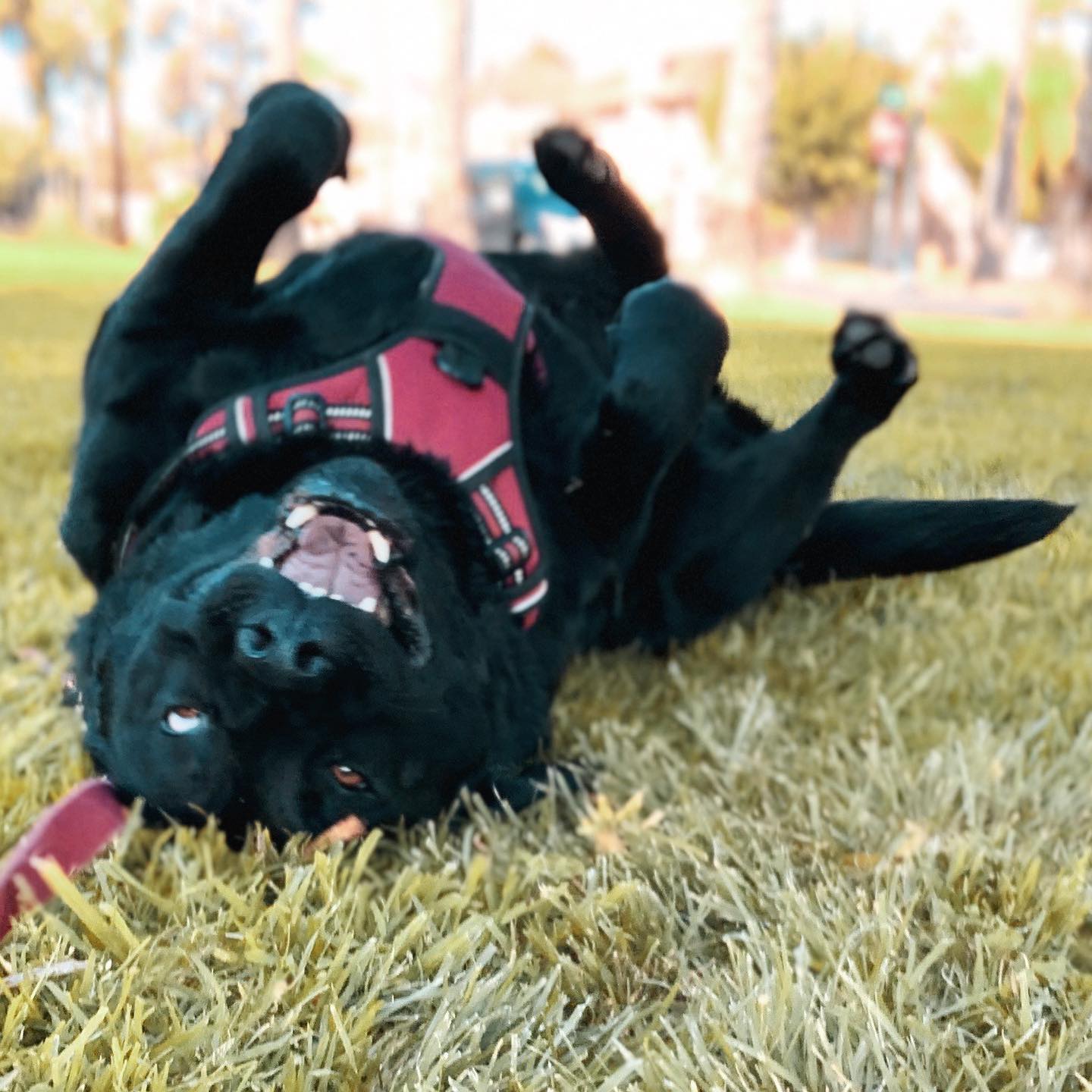 Dad says I can play in the mud instead of exercise today 🐷 Honest, hooman.