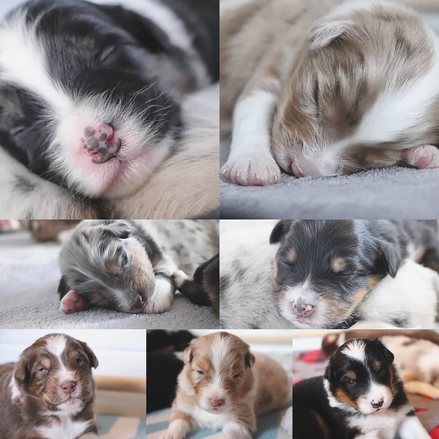 Happiest 2nd Birthday to my very first litter! I'm absolutely beyond proud of these little guys! Harlan and Rival(now Ryder) are my first 2 Bred-by Champions, with Harlan well on her way to her Grand Ch! Molly, Jessie, Wrangler, Rowdy, and Murphy are all happy family members, love you all so much, extra squish on the nose from Lois and Grandma Ehgo๐๐๐