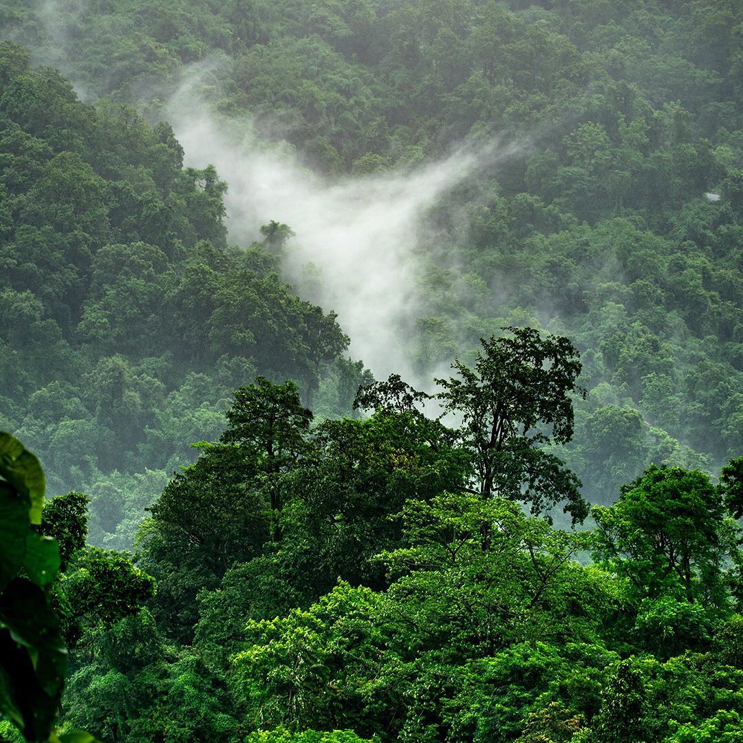 Magical Jungle in the Mist
You can support gorgeous jungles such as this by helping to plant trees. Please consider switching your web browser to @Ecosia to plant trees for free while you search the web. Ecosia.org is the ‘search engine that plants trees’ by donating 80% of their advertising revenue to effective tree planting projects around the world with a focus on biodiversity hotspots.
Subscribe to @trilliontreescampaign for more inspiring nature content and to connect with easy ways to plant trees around the world.
#trilliontreescampaign #trilliontrees #reforestation #generationrestoration #wildnature #naturebeauty #naturetherapy #incrediblenature #beauty_of_nature #wow_planet #naturegrams #givebacktonature #nature_inspiration #naturebeauty_pix #naturemeditation #natureinspiredbeauty #naturelifeearth #naturelifeearth #mothernaturerocks #naturephotography #jawdroppingshots #treeplanting #planttrees #treeconnection #treephotography #forestphotography #landscapelove #treeloves #loveforests #treespirits