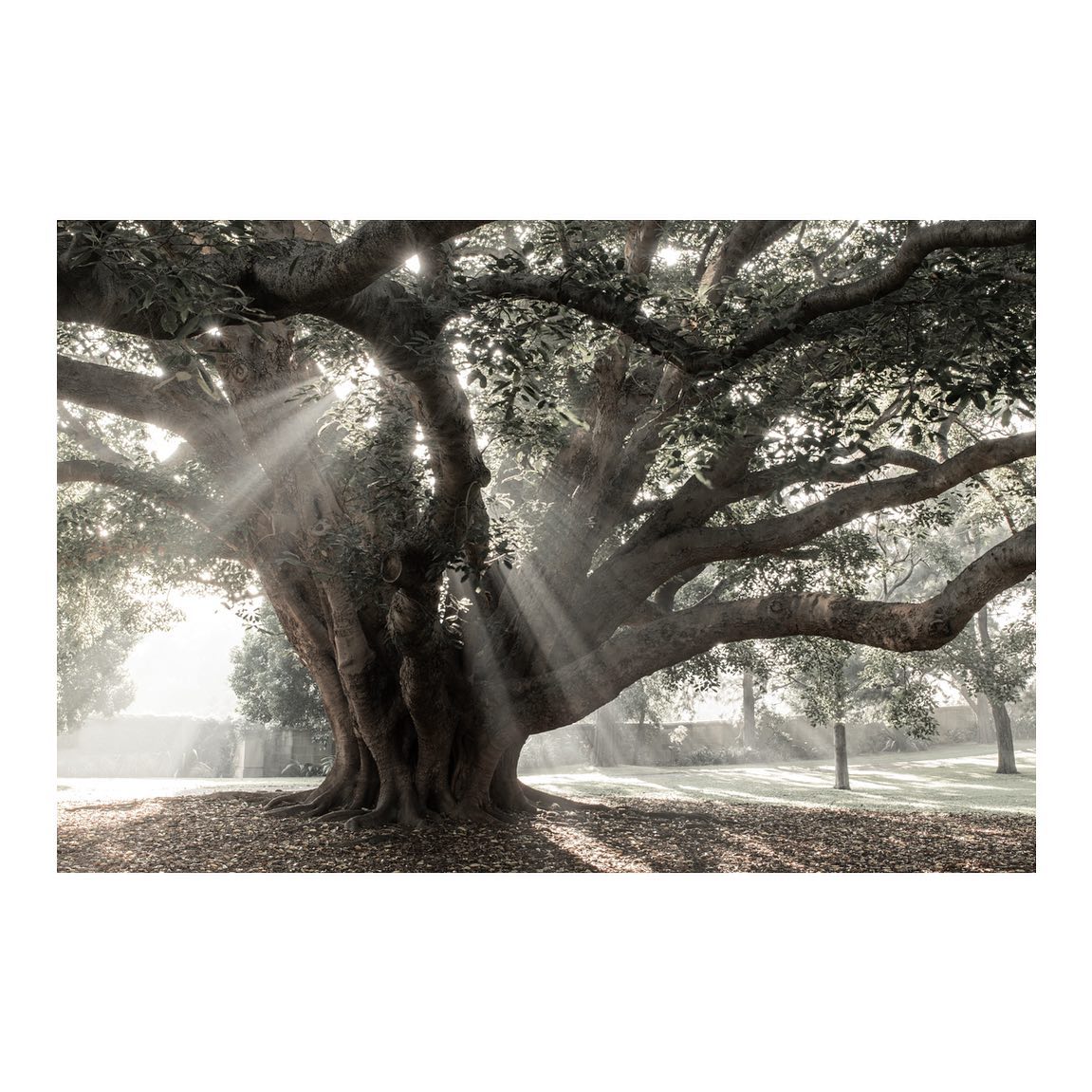 Foggy mornings are starting to return! I love how mist or fog can turn a good scene into a great scene!
.
The Domain, Sydney ~ Australia
.
#australia #figtree #australiagram #AlwaysGoodTimes #amazing_captures #amazing_australia #australiangeographic #wow_australia #ig_select #instagood #ilovesydney #ig_australia #insta_shutter #sunrise #sydney #seeaustralia #discoveraustralia #GetOutStayOut # fog #landscape #landscapehunter #city #cityscape #visitnsw #nsw #tree #mist @ig_australia__ @nikon_australia @travelaustralia @australianshotz @australiagram @aussiegramm @australia @ilovesydney @sydney @cities @ig_sunrisesunset @ig_down_under @landscape_captures