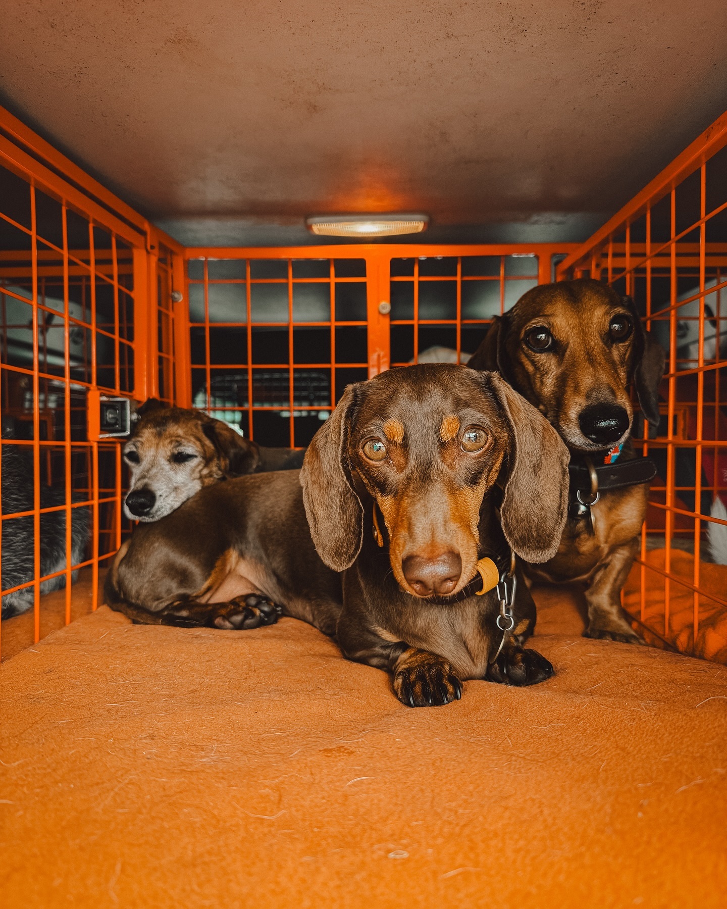 Too cute to not post 😍.
.
.
.
#dog_features #dogsofinstaworld #dogs_of_instagram #dogoftheday #dogsofinstagram #dogstagram #doglover #dog #dogs #doggy #doggo #doge #doggies #doggie #cute #dogwalker #dogwalking #norwichdogwalker #dogwalkernorwich #norwich #norfolk #dogpark #dachshund