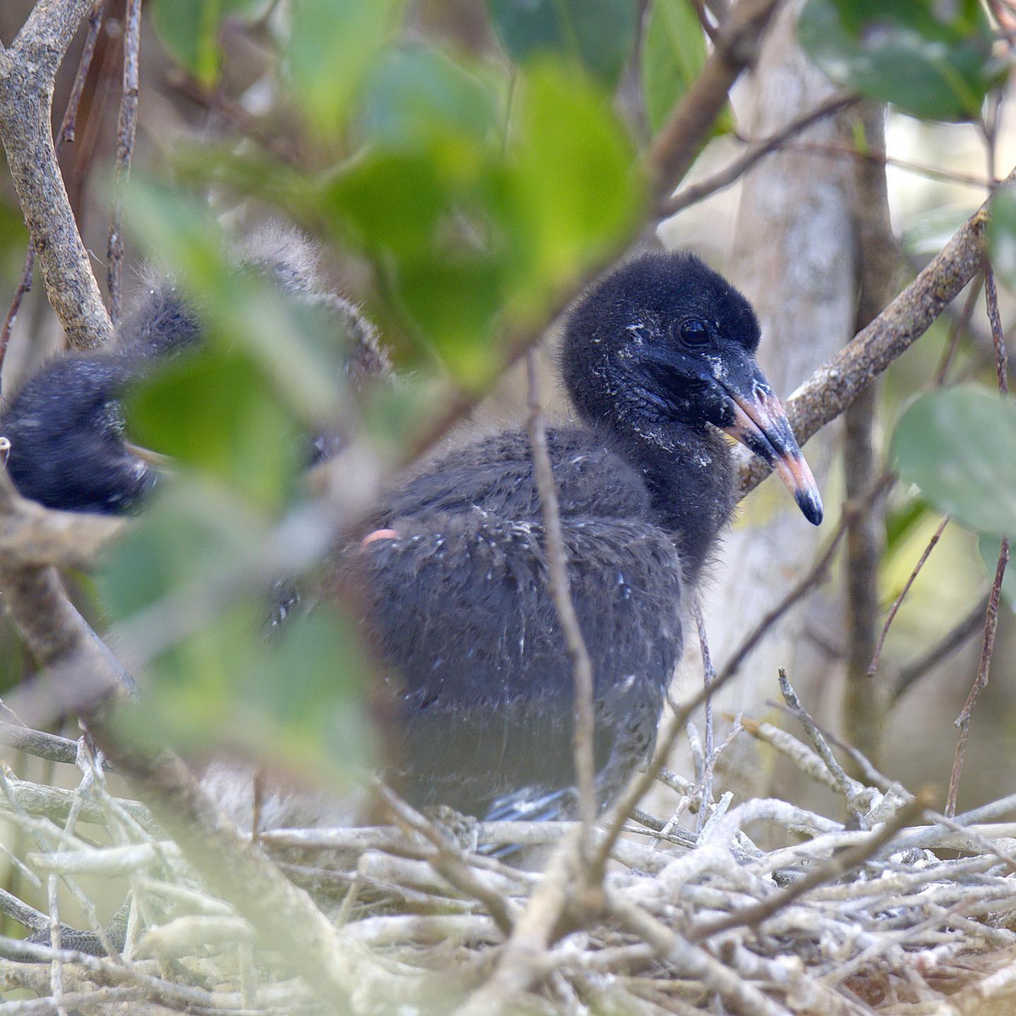 White Ibis nestlings wait for mom and dad in their sticky nest under the shelter of Everglades National Park.
Into Nature went into the Everglades last week for our upcoming @nationalparkservice film 'Dreaming of the Everglades: Your Guide to the Largest Restoration Project in the World'.
Flying high above the Everglades from the River of Grass to Florida Bay. Walking amongst alligators taking refuge in shrinking ponds. The super colonies of nesting wading birds, increased water flows, and the Everglades biologists keeping their pulse on this dynamic system all took our breath away. @evergladesnps #motherearth