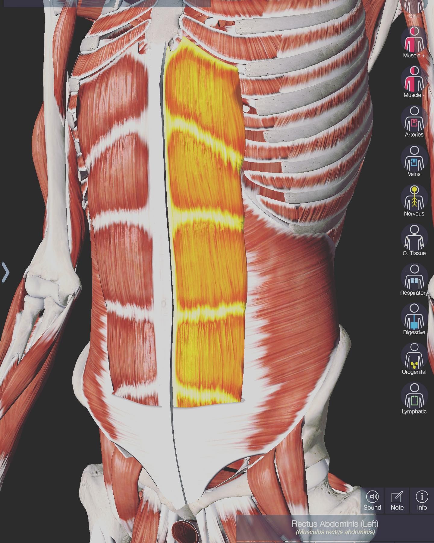 I love this explanation of strength by Ida Rolf.
_
“Physical training programs are preoccupied with the rectus abdominis. It’s importance in erect posture is universally recognized. All push ups and sit ups are specifically designed to ‘strengthen’ it. In point of fact, however, the ‘strengthening’ resulting from push ups as they are usually practiced permanently shortens and hardens the recti. True strength is not hardening, it is resilience, adaptability, stability. It is characterized by elasticity, which allows quick recuperation from fatigue. Hardening of the rectus or any muscle means that muscular layers have adhered one to the other, are less able to accept rapid lengthening and shortening essential to healthy metabolism and recovery in any tissue. Rapid alternation bears witness to reciprocal interplay of agonist and antagonist. In turn, this spells spontaneous (and almost instantaneous) recovery from weariness. This is health. This is strength.
_
Since muscles act as pumps moving food and oxygen carrying fluids to and from the cells, free alternation of extension and contraction constitutes an outstanding service. This is the rationale of exercise; it is the reason why all exercise is of some value. Unfortunately, the design of much exercise is built around popular misconceptions. The accepted myth is that if certain individual muscle groups need strengthening, repetitious specific movement patterns can be employed to accomplish this. This assumption fails to recognize that ‘strength’ is a function of reciprocal agonist-antagonist balance. Thus, according to the myth, recti can be ‘strengthened’ by sit ups and push ups. Consistent indulgence in such specific exercise, however, shortens and hardens the frequently too short muscle and further upsets the agonist-antagonist balance; in random bodies, sit ups and push ups overdevelop and harden the rectus. In this way, they effectively weaken its hidden but very important counterbalance, the psoas. “
_
#pilatesandmovement #pilatesandmovementsunshinecoast
