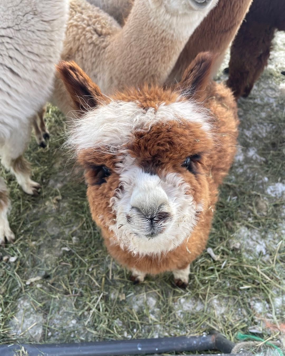 Junior is a tiny guy!! He’s about 1/2 the size of the other 3 cria born last summer! He will definitely be under 100 pounds as N adult making him a miniature alpaca! #alpacaofinstagram #miniaturealpaca #buffalomn
