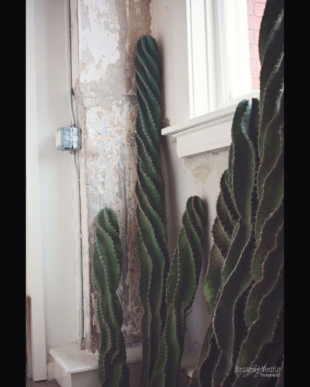 🌵
.
.
.
#cactus #cactuslover #plants #cacti #plantsofinstagram #cactusclub #cactuslove #cactusgarden #plantsmakepeoplehappy #plantlover #homedecor #dallas #photography #photography #smallbusiness #shoplocal #shopsmall #cactusqueendfw