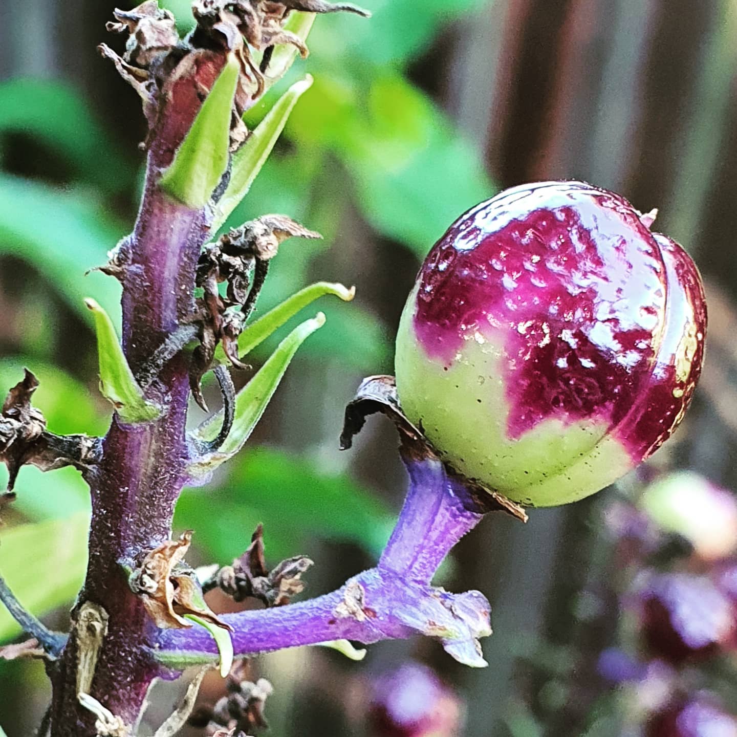 The beauty of any plant doesn't lie just in its foliage and flower, but also in its seed pod. Isn't this stunning?
#seeds #seedpods #dichorisandrathyrsiflora #essentialstepstogardening
#theschoolofgardendesign
