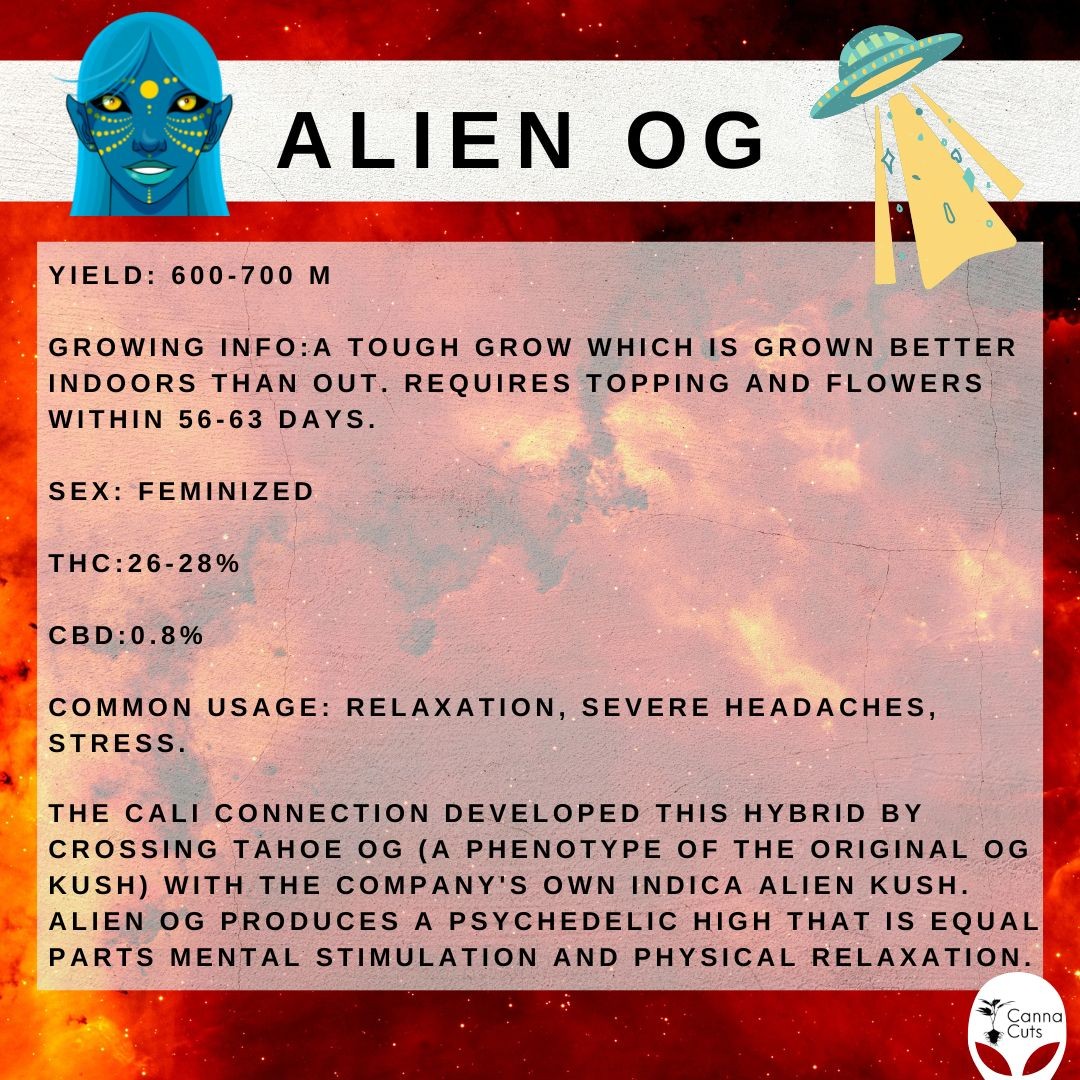 Alien OG is a great strain for challenging your skills as a grower. The high yield and potency will be worth it in the end! Get your cut at www.cannacuts.co.za while stocks last!