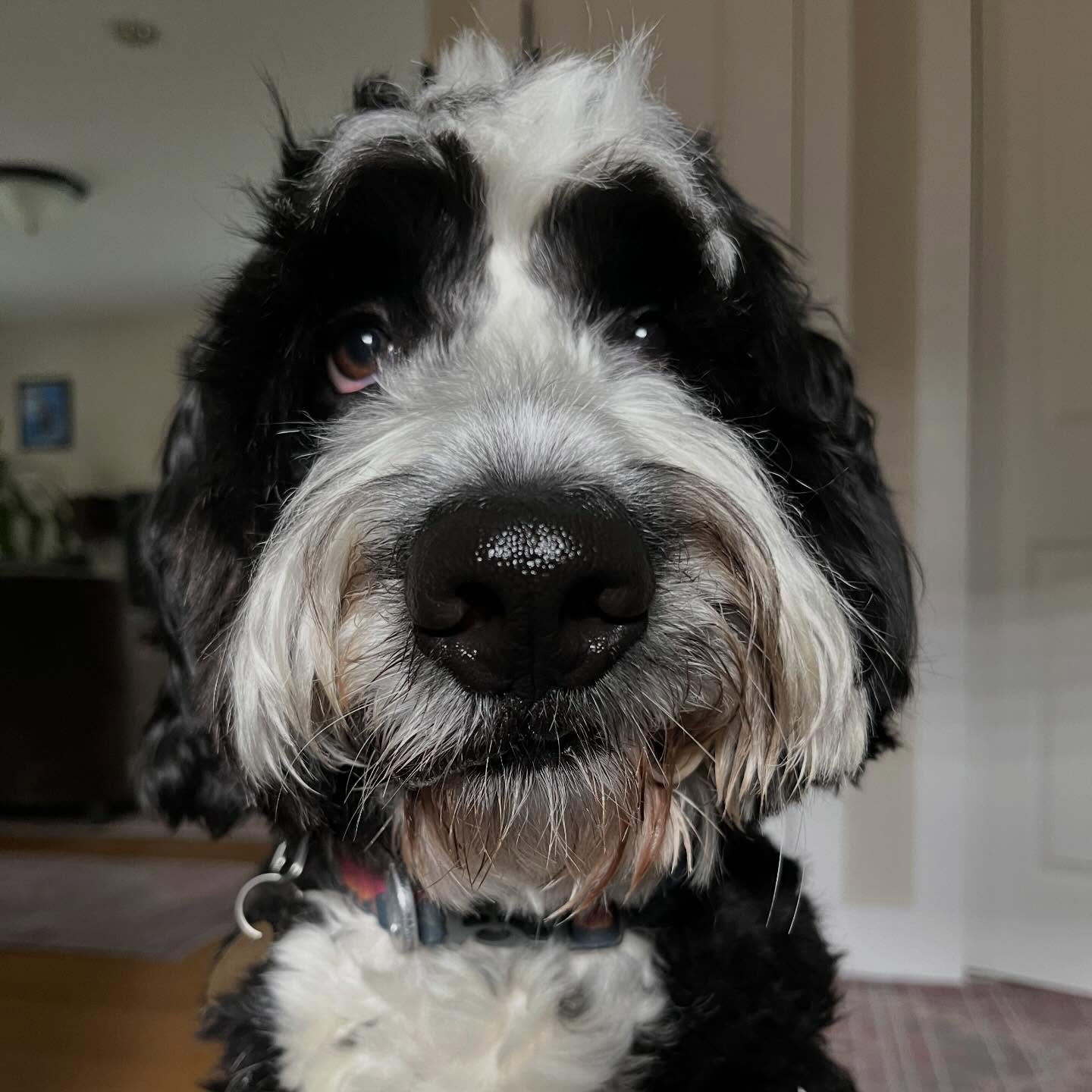 Back at the end of Sept/beginning of October, Miss Trixie Rose stayed with us for a big slumber party. She was an excellent guest and greeted everyone with big smiles every day!
Trixie loves the snuggle and especially loved to nap with her best friend, Roscoe! She brought her special bunny with her for ultimate relaxation.
We sat on the deck and welcomed everyone who walked by, desperately tried to sit on and in my lap, ate her food like a champ,, and did great walks. She even met a new group of friends next door and had fun running around in the neighbor’s yard! (Hi Loki!)
Trixie is a big, floofy baby with gorgeous curly hair and she also enjoyed big pets and belly rubs to help recharge her doodles.
Trixie is welcome to come back any time! We love you Trixie - and Roscoe says hi and he misses you!