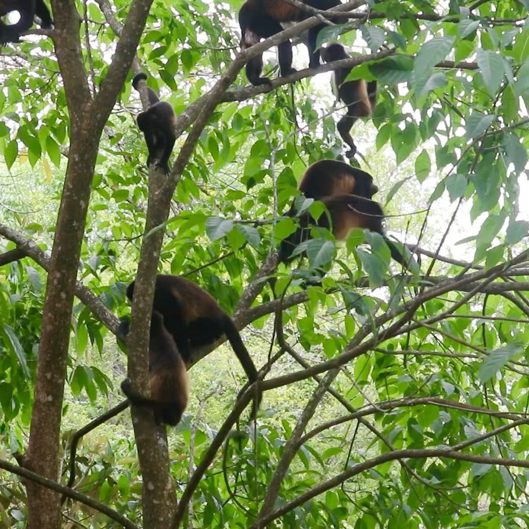 *WARNING - THIS IS LOUD*Curious to know how the loudest land mammal howls and why? Proof that size has nothing to do with volume. The Howl of Howler Monkeys explained in our blog:
https://www.morrillobeachresort.com/post/the-howl-of-howler-monkeys-in-panama-explained
#Morrillo #AdventureTraveler @kthg.mv #AdventurePanama #PanamaCulture #PanamaLife #PanamaWildlife #Capuchin #World_Animal_Protection
#PanamaWildlifeConservation @ProyectoPrimatesPanama
#RegenerativeTravel #RegenerativeTourism #TravelBetter
#SustainableTravels #EcoTourGuide #SurfingLife #Regenerate
#AdventureTravelers #AdventureTraveller #AdventureTraveling
#AdventureTravelFamily #AdventureTravelFamily #FamilyTravelAdventures #FamilyTravelAdventure #AdventurePanama