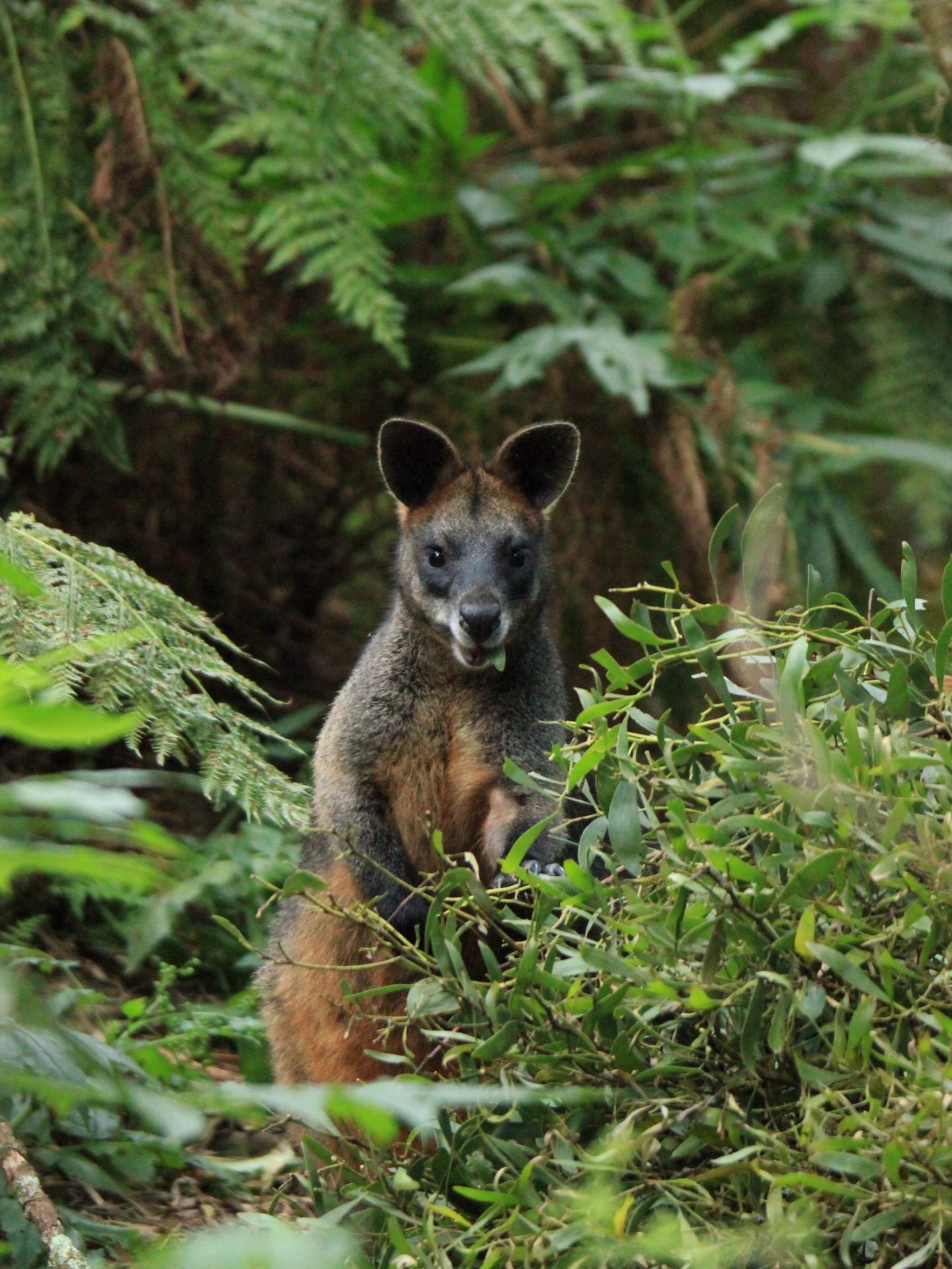 🔎 Every observation helps tell the story of this landscape and why it’s worth protecting.
We’re lucky to have some brilliant photographers in our network who are out in the field capturing the ecological wealth of our focus area.
We work across a 30 km stretch, from the rainforests of the Strzelecki Ranges to the Prom Coast, and we continue to look for ways to connect, enhance, and protect habitat throughout this area.
Thank you to our photographers and citizen scientists for building a powerful picture of life across the Prom Coast.
You can also find us on iNaturalist under Prom Coast Ecolink. There are now close to 16,000 observations in our Prom Coast Ecolink project 🤯
We love seeing what’s out there, so please tag us or send your work our way!
1. Swamp Wallaby - @fishcreek_photography
2. Gang-gang Cockatoo - @heathwarwickphotography
3. Short-beaked Echidna - @heathwarwickphotography
4. Black Shouldered Kite - @heathwarwickphotography
5. Citizen scientists in Fish Creek - @shelleybanders
6. Observer on the Hoddle Mountain Trail - @shelleybanders
7. Wedge-Tailed Eaglet - @fishcreek_photography
8. Superb Fairy Wren - @fishcreek_photography
9. Rufous Fantail - @fishcreek_photography
10. Bare-nosed Wombat - @fishcreek_photography
11. Crimson Rosella - @fishcreek_photography
12. Honeyeater - @fishcreek_photography
13. Strzelecki Koala - @fishcreek_photography
14. Grey Fantail - @fishcreek_photography
15. Bird Watchers in Fish Creek - @charlottebatten12
16. Slender tree fern in Turtons Creek - @karli_michelle_commercial
17. Tiger Snake - @fishcreek_photography
18. Waxlip orchid - @heathwarwickphotography
19. Citizen Scientists at Walkerville - @karli_michelle_commercial
20. @inaturalistorg Observations in the Prom Coast Ecolink project
#southgippsland #promcoast #wilsonsprom #biodiversity #biolinks
