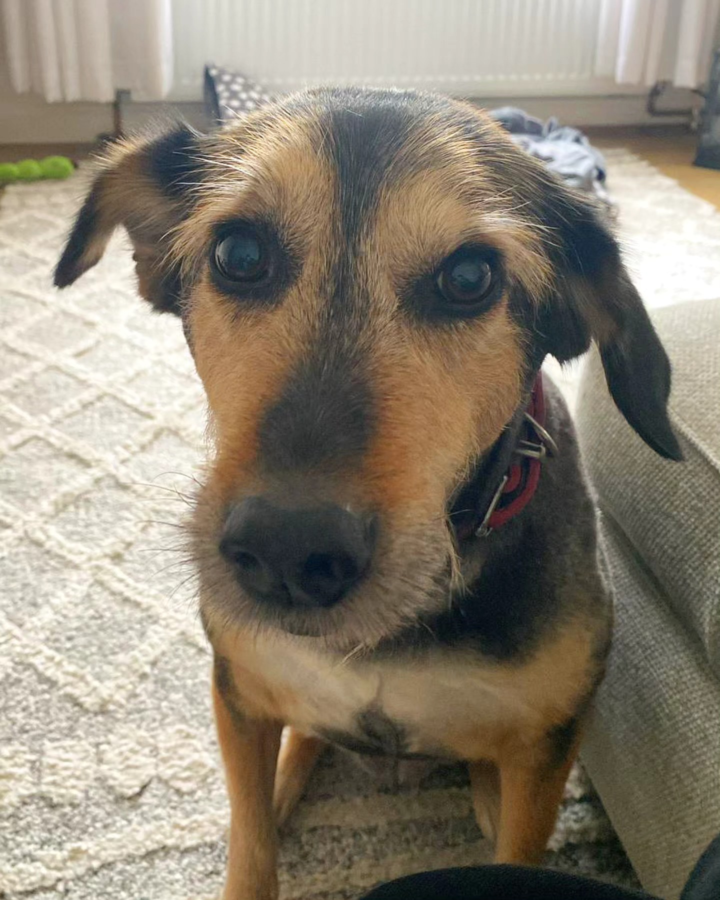 Welcome Luna to the WiggleWaggles Family 🐾
#mixedbreed #lurcher #greyhound #rescue #picoftheday #photooftheday #dogoftheday #dogsofinstagram #doggo #wigglewaggles #dogwalker #doglover #dogwalk #dogsitter #dogtrainer #dogtraining #cute #puppy