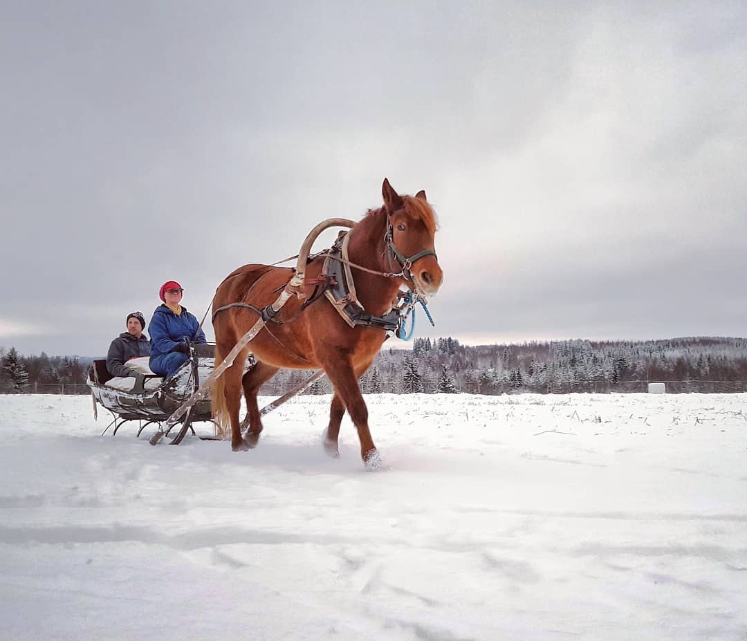 "Dashing through the snow
On a one-horse open sleigh,
Over the fields we go,
Laughing all the way!"🎶🐴🔔
One of our Christmas holiday activities. Have a pleasant break as well while wishing you Happy New Year 2021!
#finnhorse #puustilanmaisematila #scenicfarm #sleigh #rekiajelu #suomenhevonen #visitkarelia