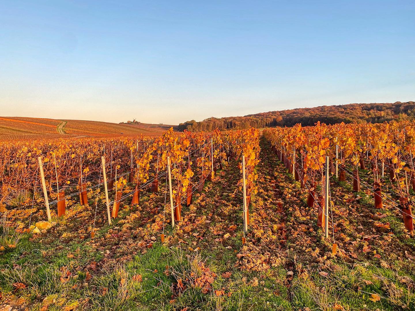 Couché de soleil d’automne sur notre terroir de Mailly-Champagne 🍂 #champagne #grandcru #maillychampagne #terroir #photographie #vigne #balladedusoir #sunset #couchedesoleil #couleursdautomne #vigneronsindependants #histoiredefamille #vignoble