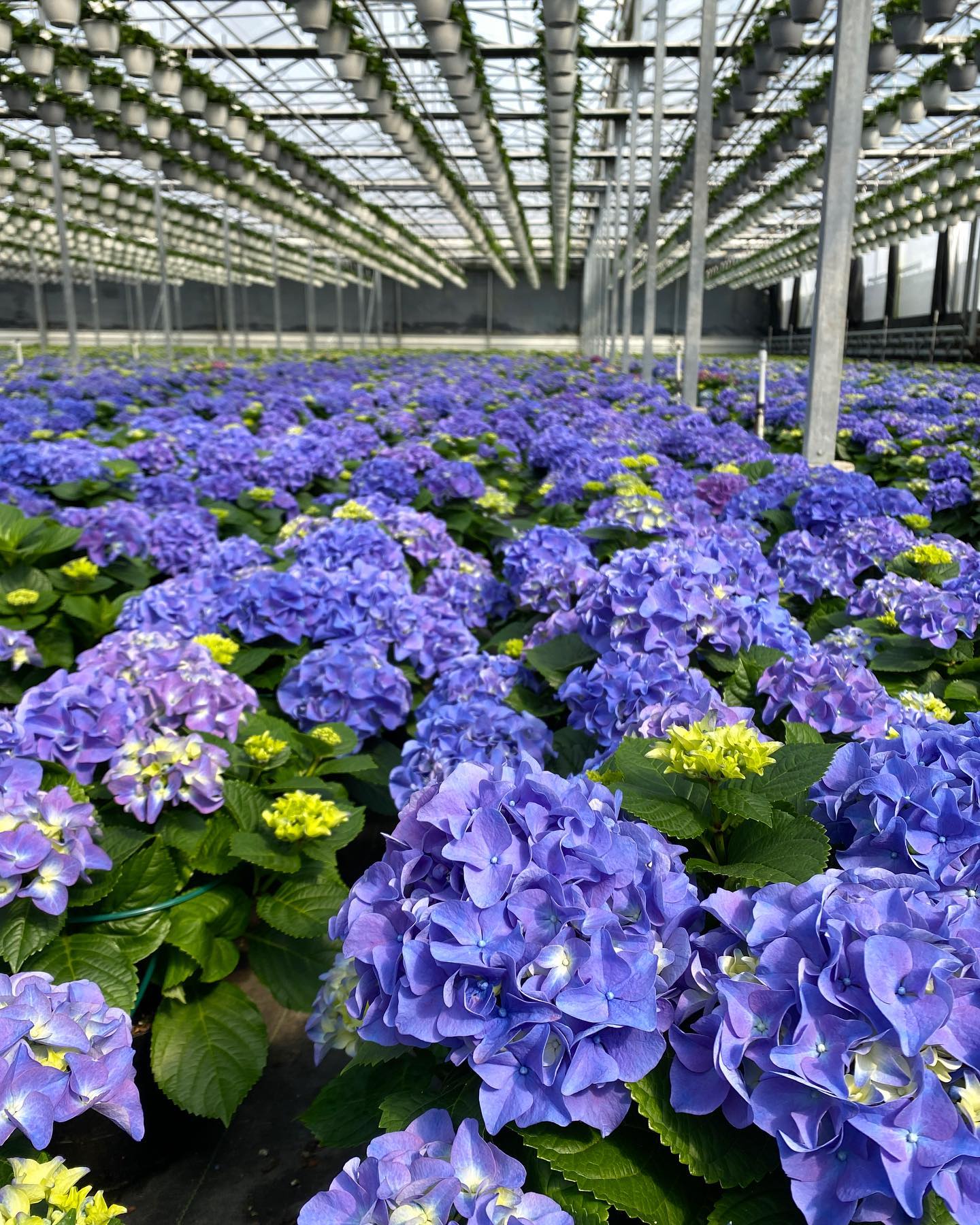 Spring is finally here! #beautifulhydrangeas