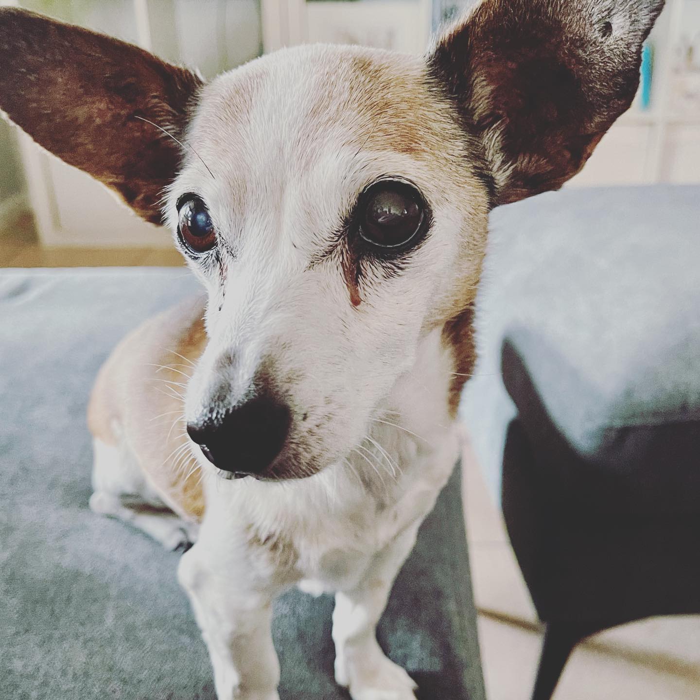 Happy International Dog day! Our beloved Ruby turned 18 this year. She is a little slower these days but absolutely living her best life.
She spends most of her day snuggled up in her cosy bed next to the fire and comes to the studio a few times during the day to check in on me. ❤️🐶
#dogsofinstagram #internationaldogday