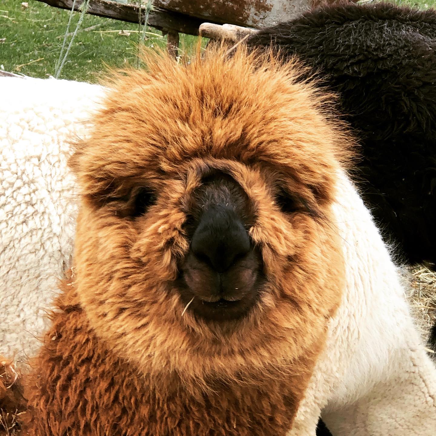 #alpaca Sargent Pepper is ready for his haircut!!