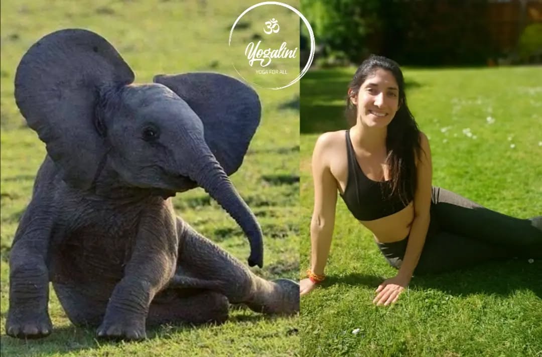 Happy Sunny Saturday everyone 🥳
Travelling and jumping time zones has my body all out of whack, but here's a slightly late #fridayfun for you featuring one of my favourite animals 🐘
Fun fact about elephants: they are born blind and are known to suck on their trunks in the same way babies suck their thumbs! 🥺
Today's pose is a yin pose known as Side Seal. This is great for:
🐘 Providing a restorative lateral stretch to open the side of the body
🐘 Boosting your energy
🐘 Improving digestion
🐘 Encouraging and improving lateral spine flexibility
🐘 Providing a detoxing effect on the body due to the compression/extension on different sides of the body as you breathe
What's your favourite animal and yin Asana?