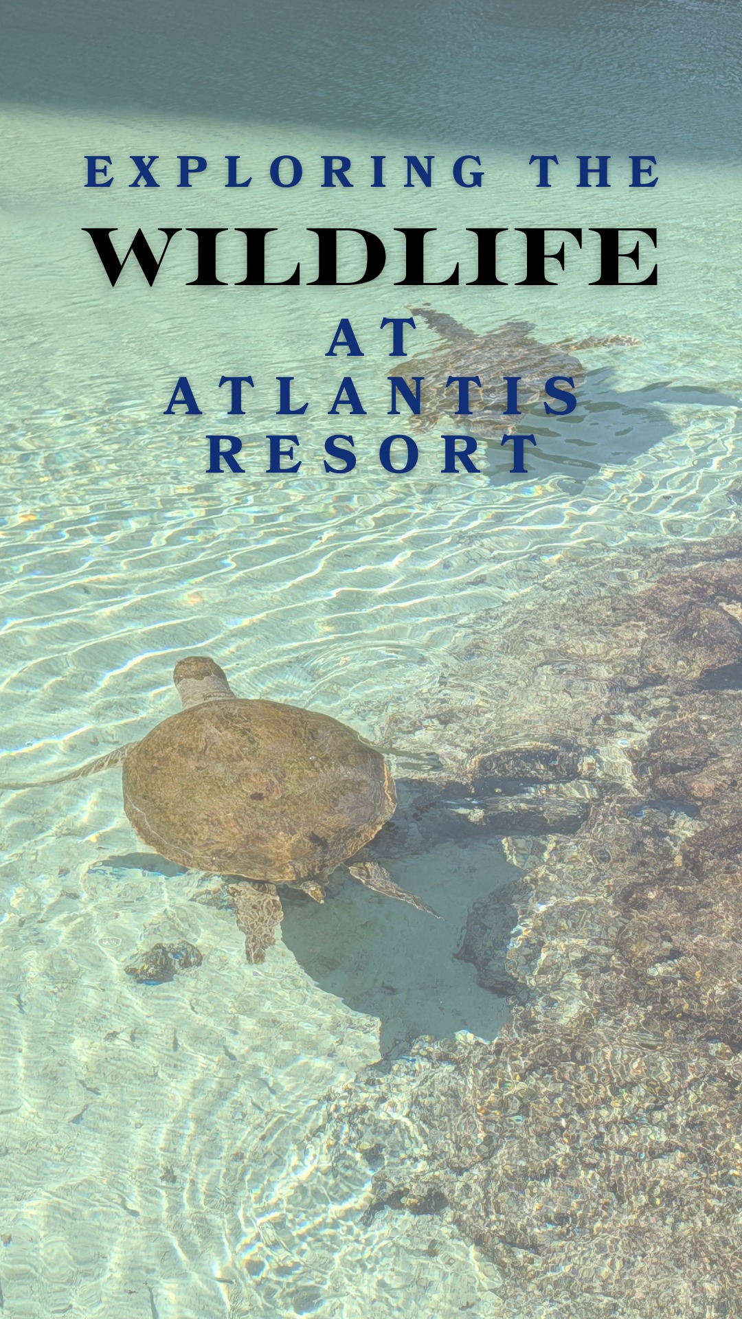 Underwater magic at Atlantis Paradise Island 🐠🌊
We spent the day exploring the marine habitats and spotted:
🐟 Colorful tropical fish
🩵 Graceful manta rays
🦈 Sharks cruising through the water
🐢 Sea turtles gliding by
🌊 Sting rays circling in the sun
And stick around until the end for the wildest wildlife at Atlantis... 😉
📍 Atlantis Paradise Island, Bahamas
Link in bio for more travel inspo ✈️
#AtlantisBahamas #ParadiseIsland #BahamasTravel #AquaticLife #ResortLife #LuxuryTravel #TravelTok #BeachVibes #UnderwaterWorld