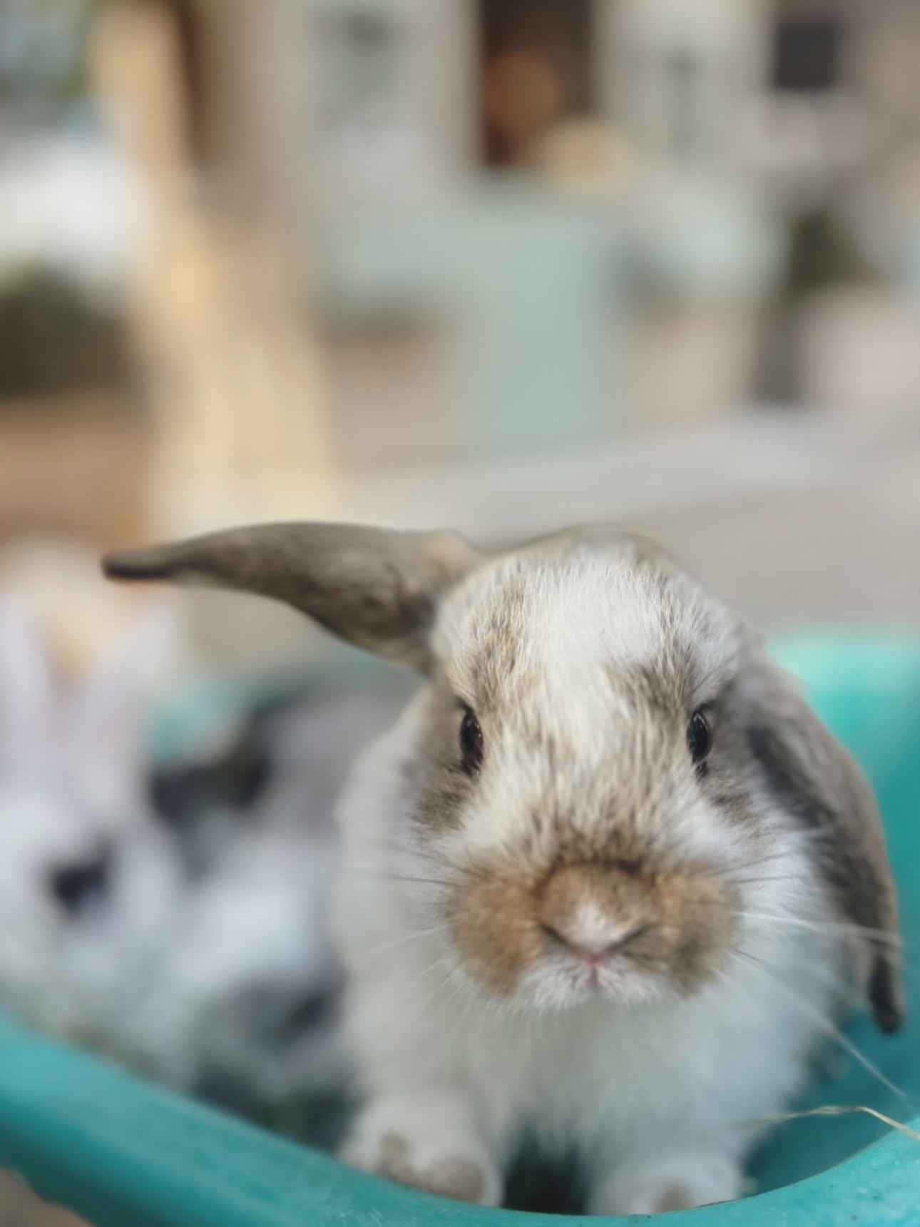 Spring has officially hopped into the garden @whitetrailclub
After giving mama the space to nest within their new naturalized habitat, we’re just now meeting her four tiny babies—and we are completely smitten. They emerged from an underground burrow - a fluffy and adorable surprise.
Soft beginnings, quiet moments, and the sweetest reminder that this season is all about new life and letting nature lead. This is farm life. Up next : days full of snacks, snuggles and maybe a photoshoot every once in a while 😉