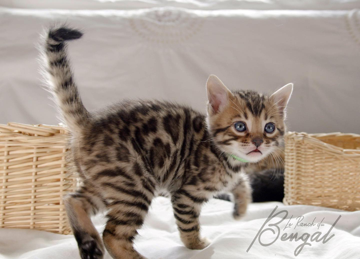 Beau brown spotted tabby 😍
Disponible à la réservation 🫶🏻
#brownspottedbengal#bengal#cutenessoverload#cute#kitten#lovely#sweet#leranchdubengal#beauty#mignon#adorable#leopard#chatdamour