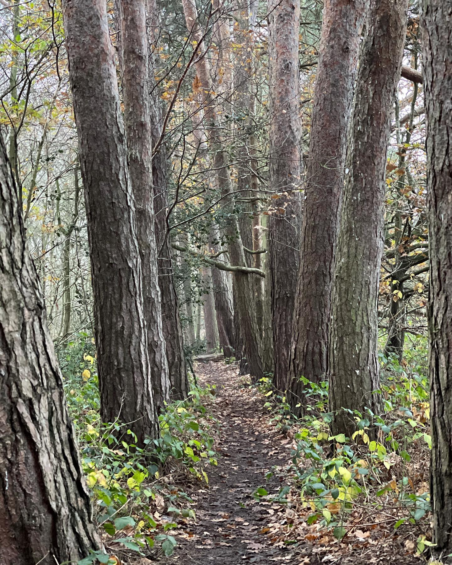 As well as a healthy Mediterranean diet, walking is simple, free and one of the easiest ways to get more active, lose weight and become healthier. Sometimes overlooked as a form of exercise, walking briskly can help you build stamina, burn excess calories and make your heart healthier. You do not have to walk for hours.
#walking
#exercise #fresh #quality #life #goodforyou #vitamind #lifestyle