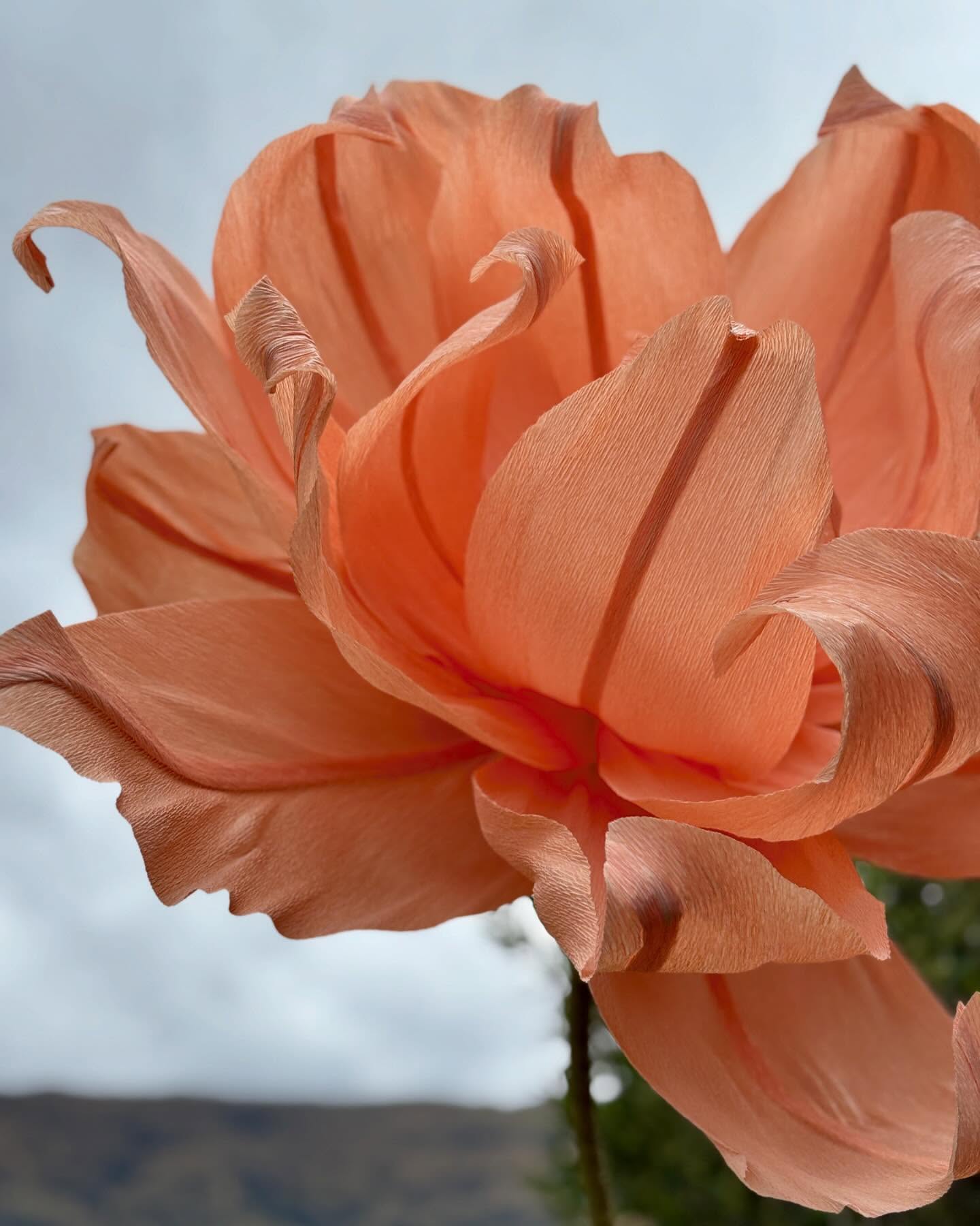 A new design, that I’m not sure can be described as any one flower, but a mix of my favourite bits from a few…
Inspiration from dinner plate Dahlias, parrot tulips and the lotus flowers.
🌷