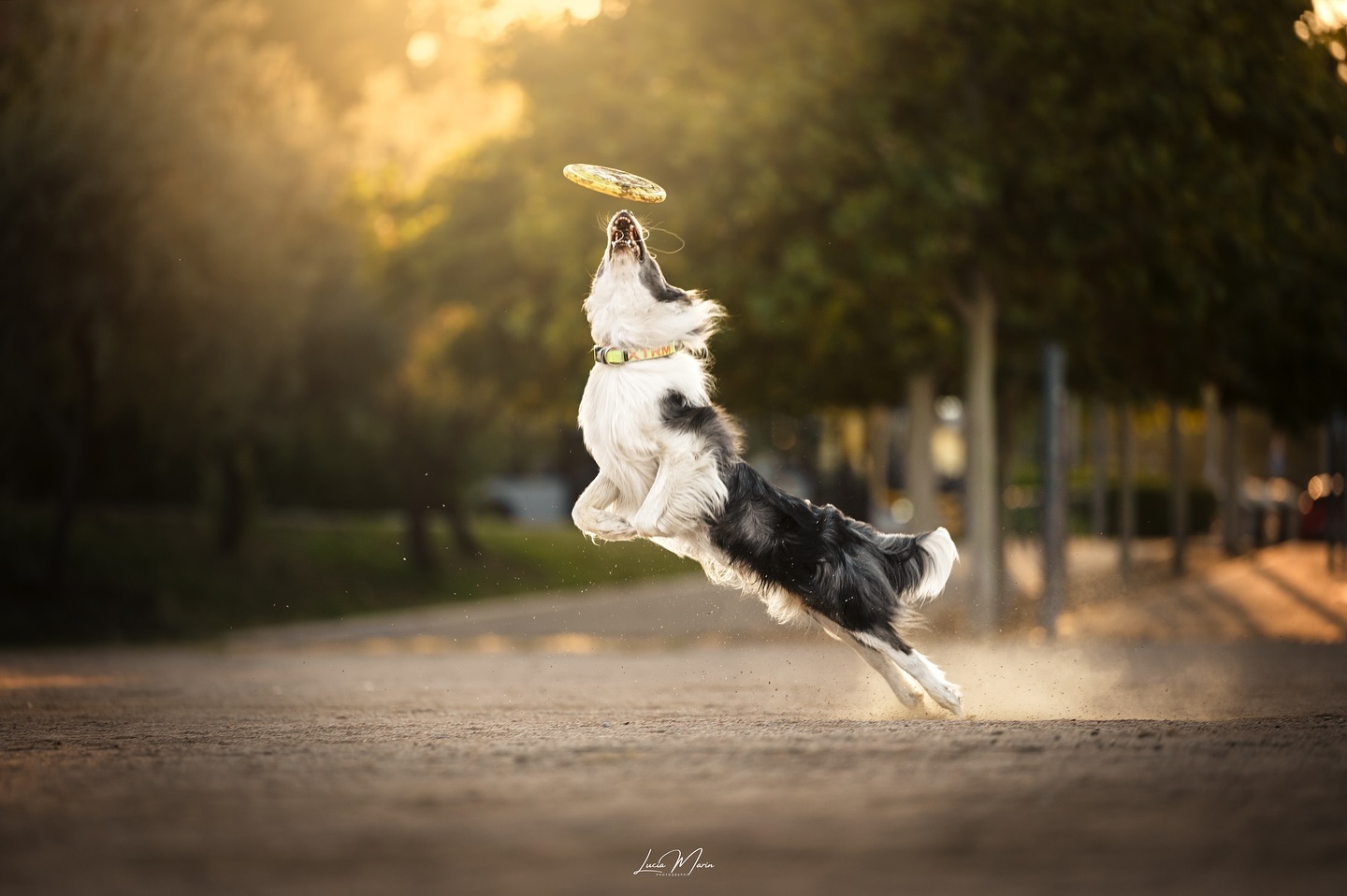 🎆Reaching For The Sky🎆
Desde que era pequeña me ha fascinado absolutamente el Disc Dog. Es uno de los pocos deportes caninos que verdaderamente me apasionan. La agilidad y esplendor de esos perros saltando a alturas inimaginables para coger el frisbee, a distancias asombrosas, o bien haciendo unos trucos que te dejan con la boca abierta. La compenetración humano-perro es brutal❤️🔥
Ojalá mis perros fueran tan apasionados del frisbee como yo, pero cada uno es un mundo. Gracias familia @neonbordercollie por haberme dado la oportunidad de poder capturaros en vuestro elemento🥏
#bordercolliecatalunya #bordercolliecataluña #bordercollieespaña #bordercolliedeespaña #bordercolliedog #perrosespaña #discdogsofinstagram #discdogphotography #perrosdeespaña #fotografocanino #fotografodeperros #fotografoperros #nikonespaña #nikonz6ii #bordercolliesoftheworld #bordercollielovers