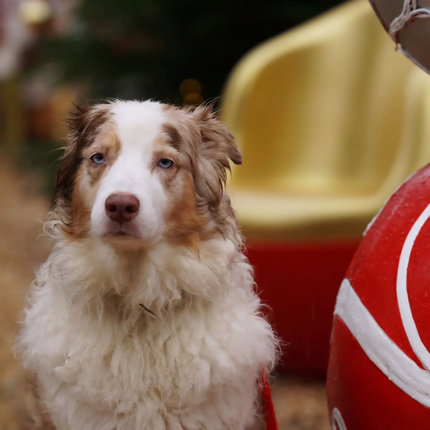 🎄✨ 4. Advents-Special! 🕯🕯🕯🕯
Zum 4. Advent wünschen wir dir und deinem Vierbeiner eine wundervolle gemütliche Zeit ❤️
Heute ist der perfekte Tag, um deinem Vierbeiner und dir eine Freude zu machen! 🐾💖
Nur heute erhältst du zu jeder Bestellung einer handgefertigten Hundeleine oder eines Halsbands:
🎁 einen liebevoll und farblich passend gestalteten Schlüsselanhänger
🍪 + eine Portion Hundekekse gratis dazu!
Nur heute – als Dankeschön an euch! ❤️
👉 Schau vorbei und mach deinem Liebling und dir eine Freude.
www.wunsch-leinen.de
#FellnasenFreude #HandgemachtMitHerz #Adventsüberraschung #4Advent #HandgemachtMitLiebe #FürDichUndDeinenHund #Hundeglück #Weihnachtszeit #Wunschleinen