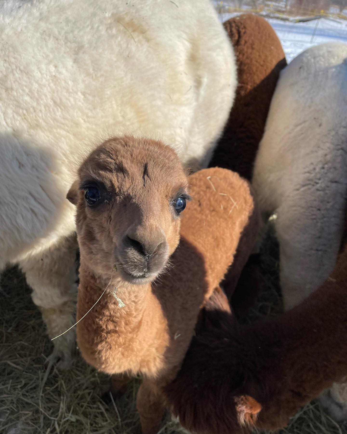 Little Merry is loaded with attitude!! #alpaca #alpacasofinstagram