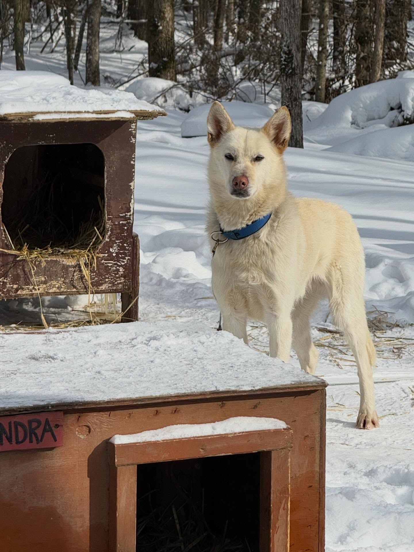 Hilltown Sleddogs Mushing in Wisconsin again! Thanx Kim, Phil & Mushaway Lodge:)
#hilltownsleddogs #mushinglife #lovewinter #lovesnow #lovemydogs