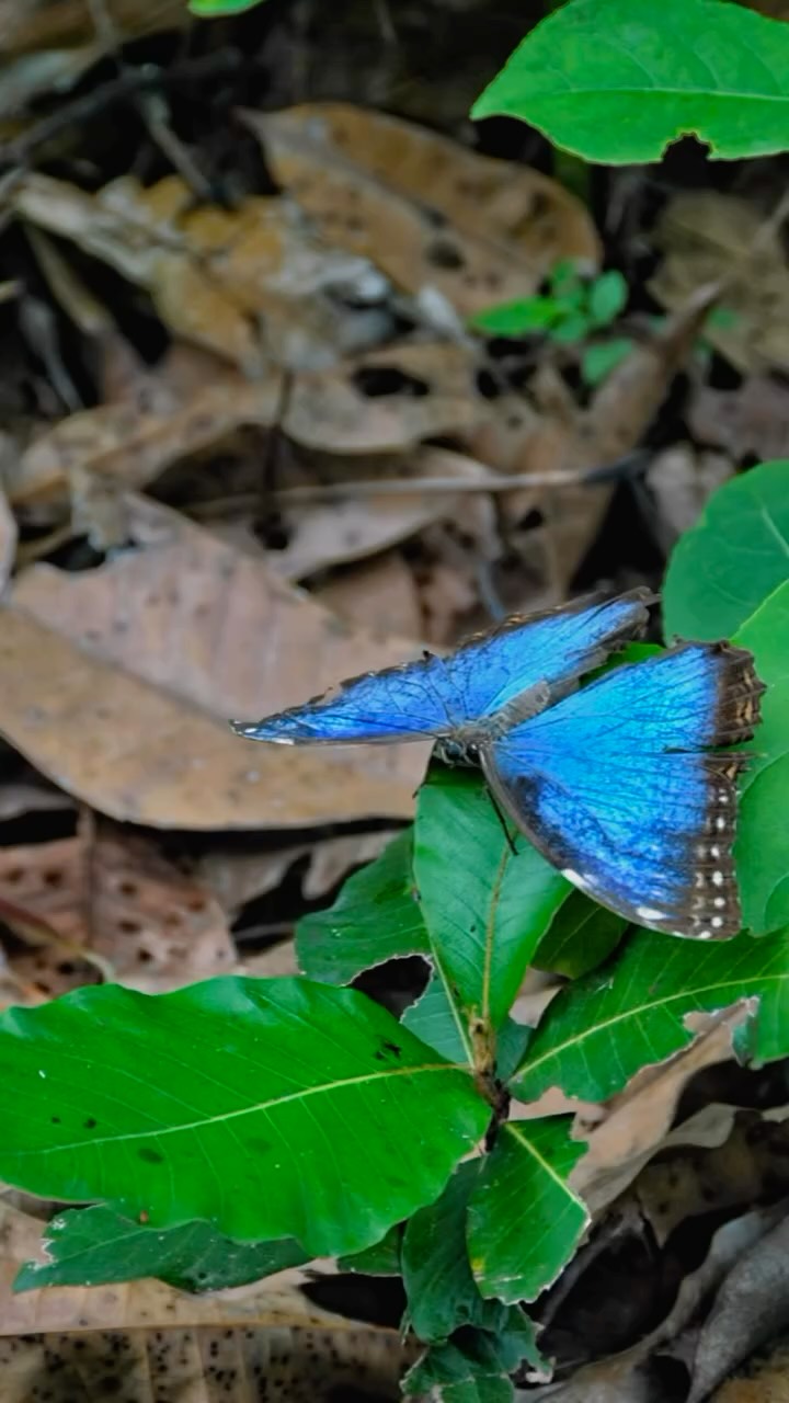 “Where are you right now?
Floating down rivers, rafting through the wild, crossing paths with wildlife, exploring without an agenda.
In Costa Rica, every kind of adventure lives here—effortlessly, all in one place.”#guanacastevacationrentals #tamarindovacationrentals #luxuryvacationrentals #adventure #costarica