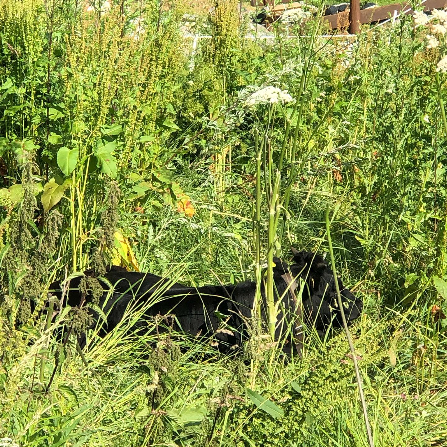 To keep with the eco friendly theme we have rented 3 baby cows 🐮 to eat the long grass at a few customers in @nendazswitzerland. #cows #ecofriendly #sustainablegardening #gardening #garden #landscape #valaiswallis #valais