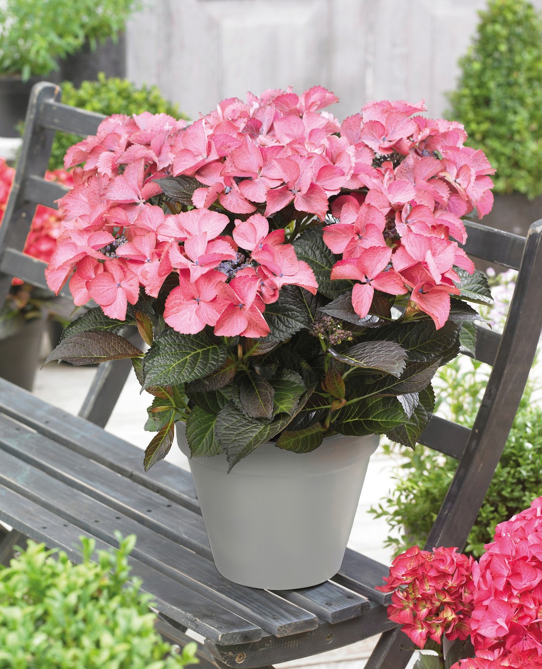 Tuxedo Hydrangeas, unique blooms with dark foliage.