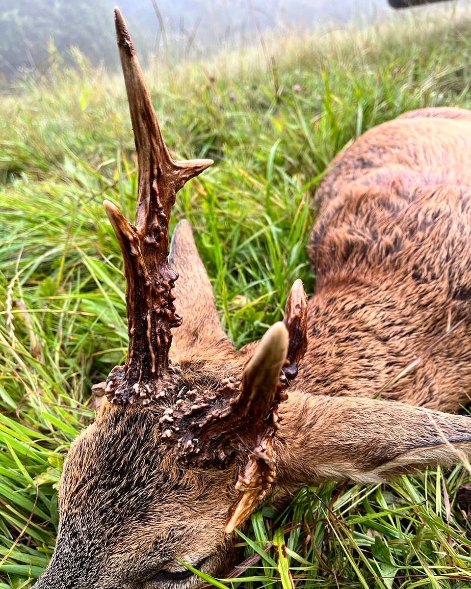 Waidmannsheil 🍀
Nach einer erfolgreichen Morgenpirsch konnte ich diesen ganz besonderer Bock strecken.
Die Pirsch hatte alles zu bieten was es spannend mach. Einen wunderbaren Sonnenaufgang, abspringende Böcke, Nebel, Sonnenschein und Regen.
#waidmannsheil #rehwildjagd #rotwildjagd #jäger #jägerleben #natur #wild #schalenwild #jagdmomente #wildfleisch #outdoor #jagdmomentemitfreunden #waidmannsdank #dankbarkeitfühlen
#nature #natur #hunting #outside #wildboar #revier #forestphotography #wald #jagd #passion #fotografie #jakt #jagdistleidenschaft